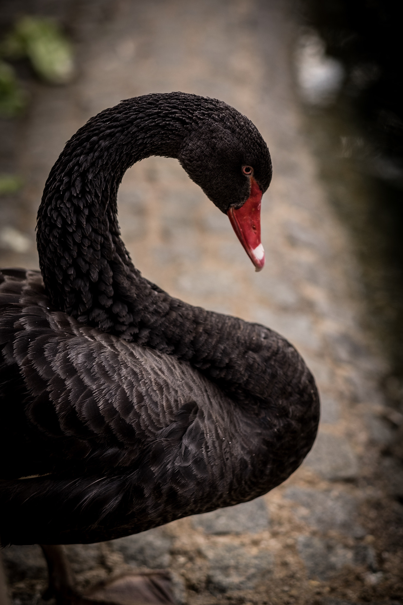 Fujifilm X-T10 + Fujifilm XF 56mm F1.2 R sample photo. Siyah kuğu photography