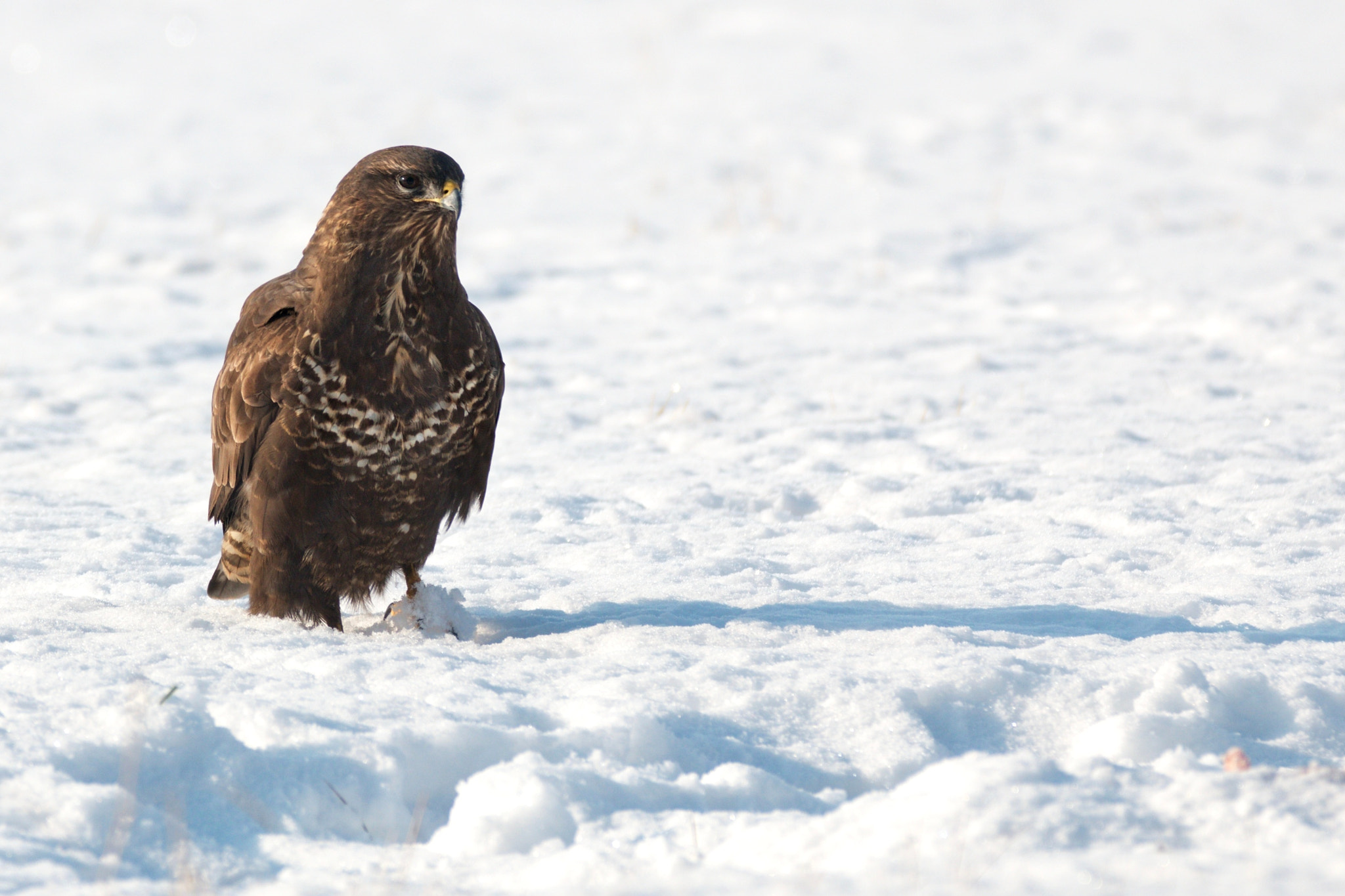 150-600mm F5-6.3 DG OS HSM | Contemporary 015 sample photo. Káně lesní -  buteo buteo photography
