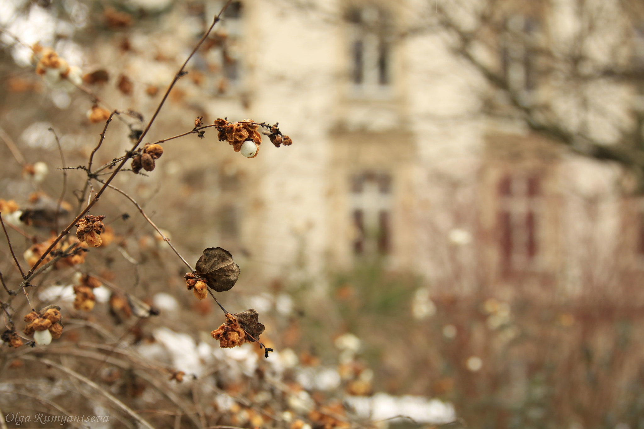 Canon EF 24-70mm F2.8L II USM sample photo. Winter. photography