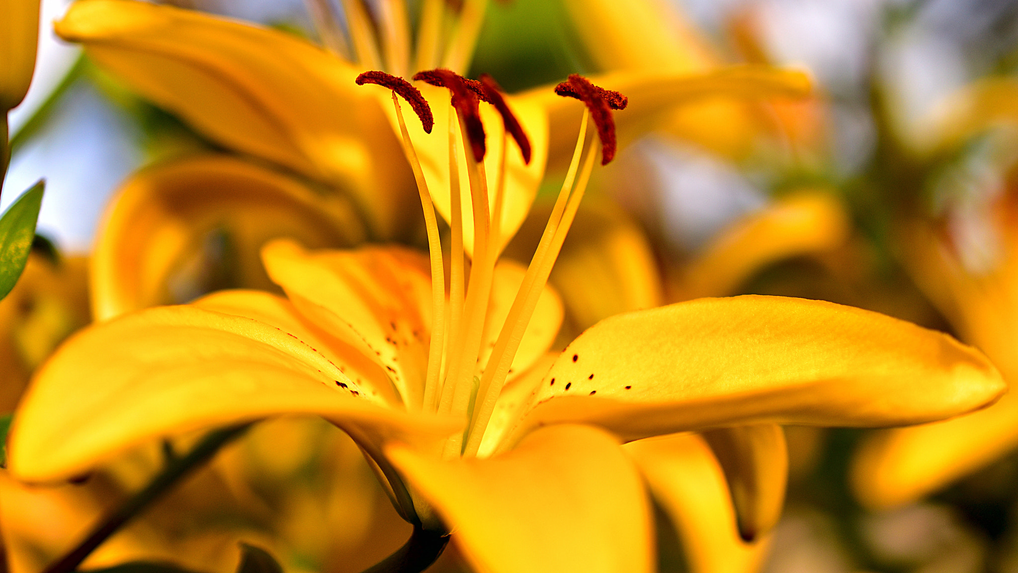 Nikon AF-S DX Micro Nikkor 40mm F2.8 sample photo. Flower #23 photography