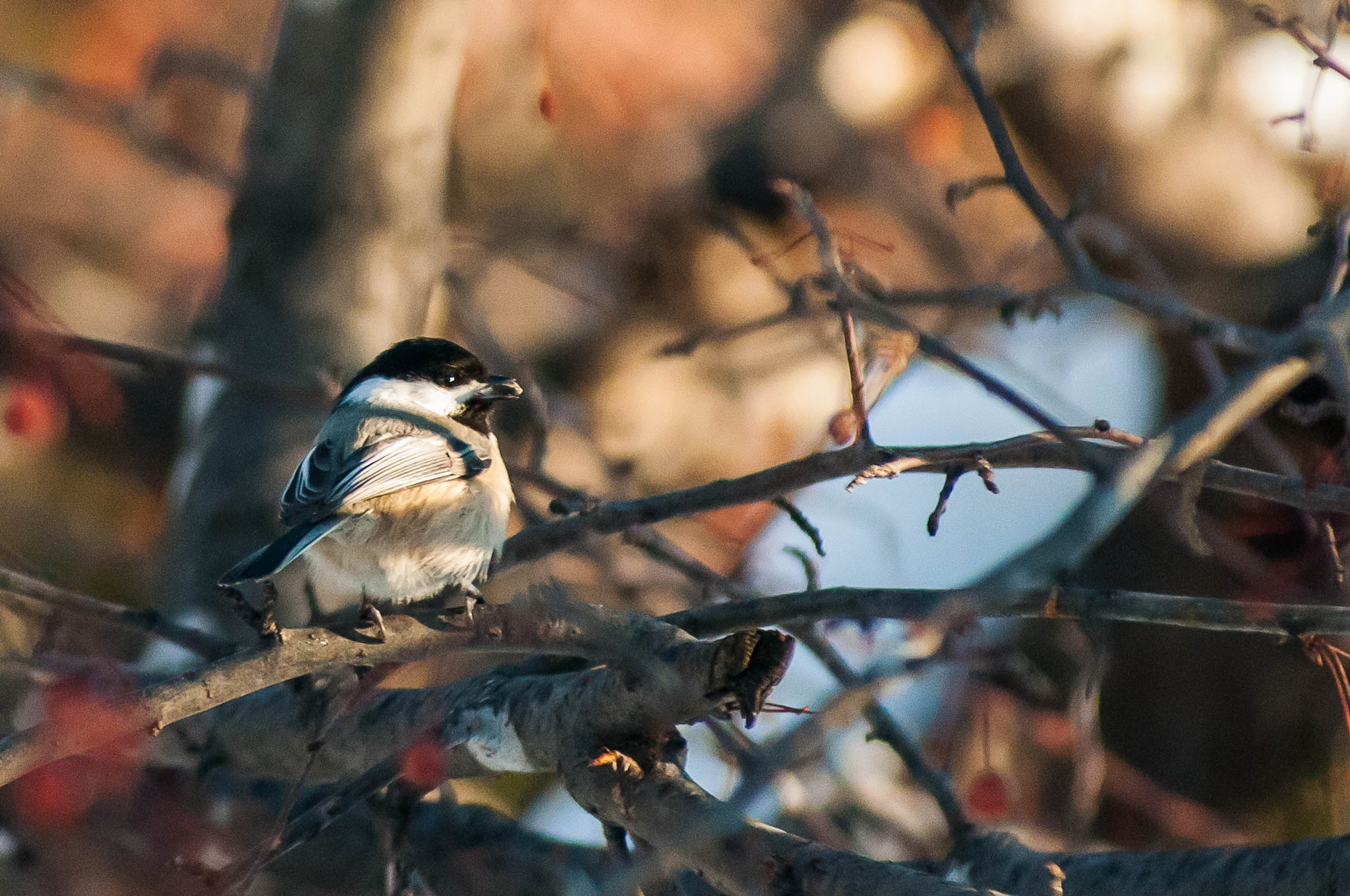 AF Zoom-Nikkor 80-200mm f/2.8 ED sample photo. Black capped chickadee photography