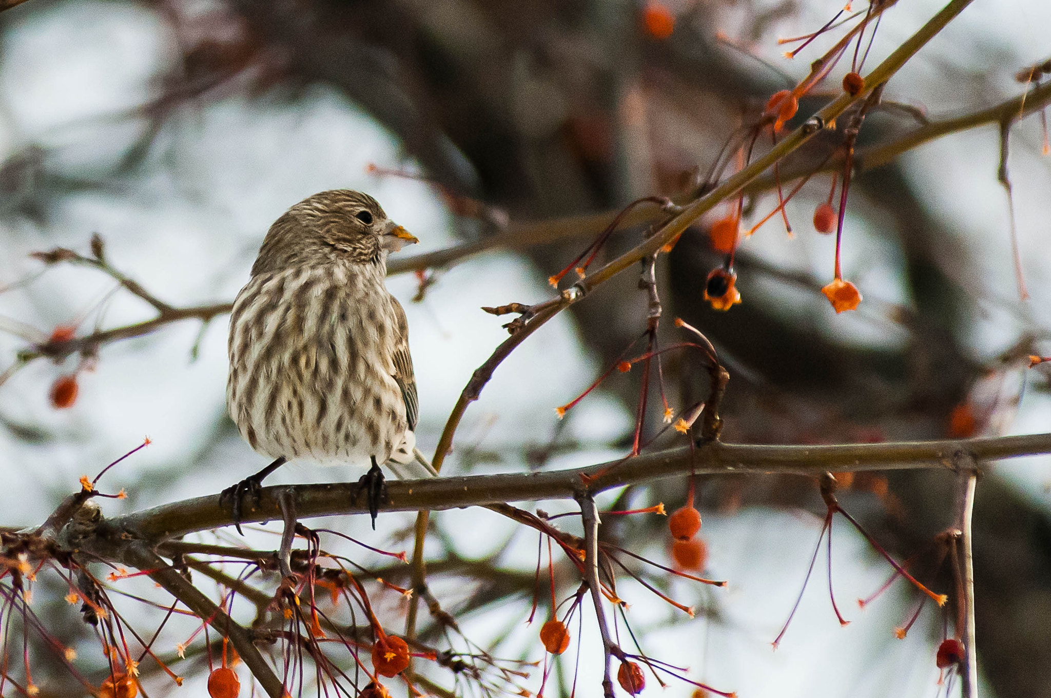 AF Zoom-Nikkor 80-200mm f/2.8 ED sample photo. House finch female photography
