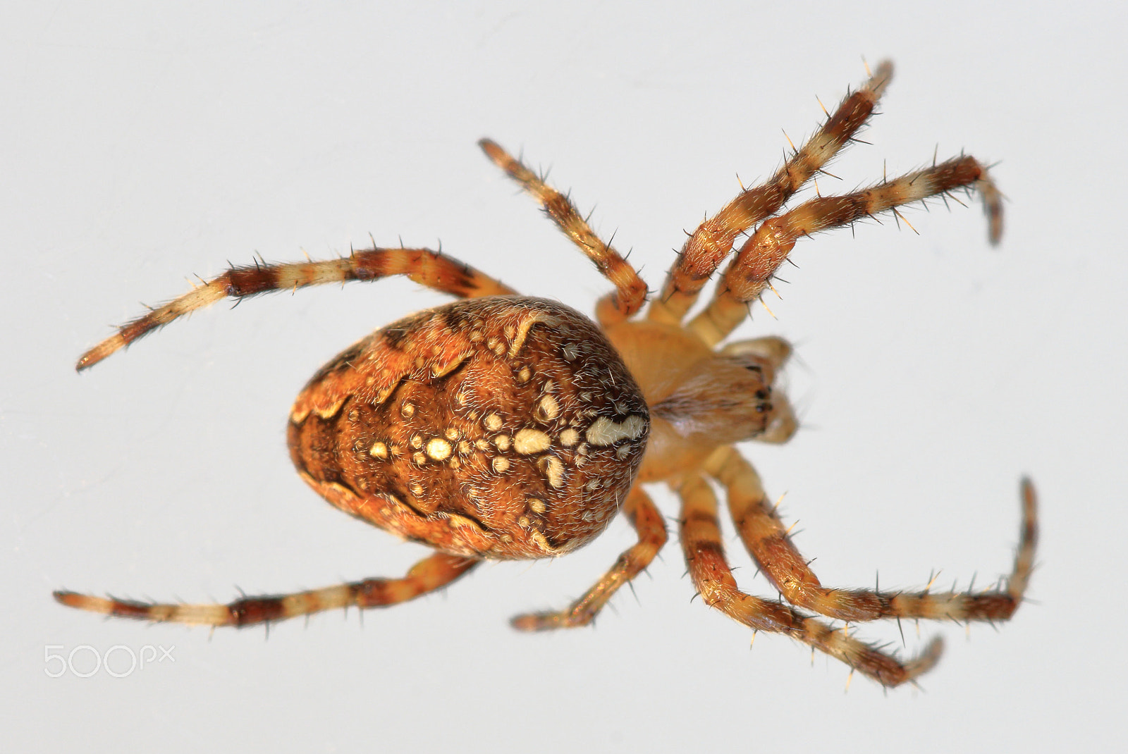 Sigma 105mm F2.8 EX DG OS HSM sample photo. Beautiful spider photography