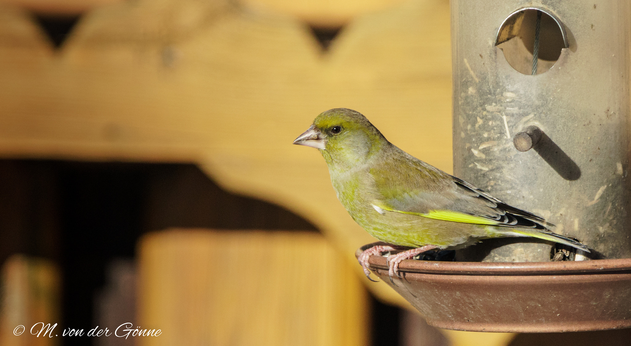 Sony a6000 + Sony 70-400mm F4-5.6 G SSM sample photo. Grünfink photography
