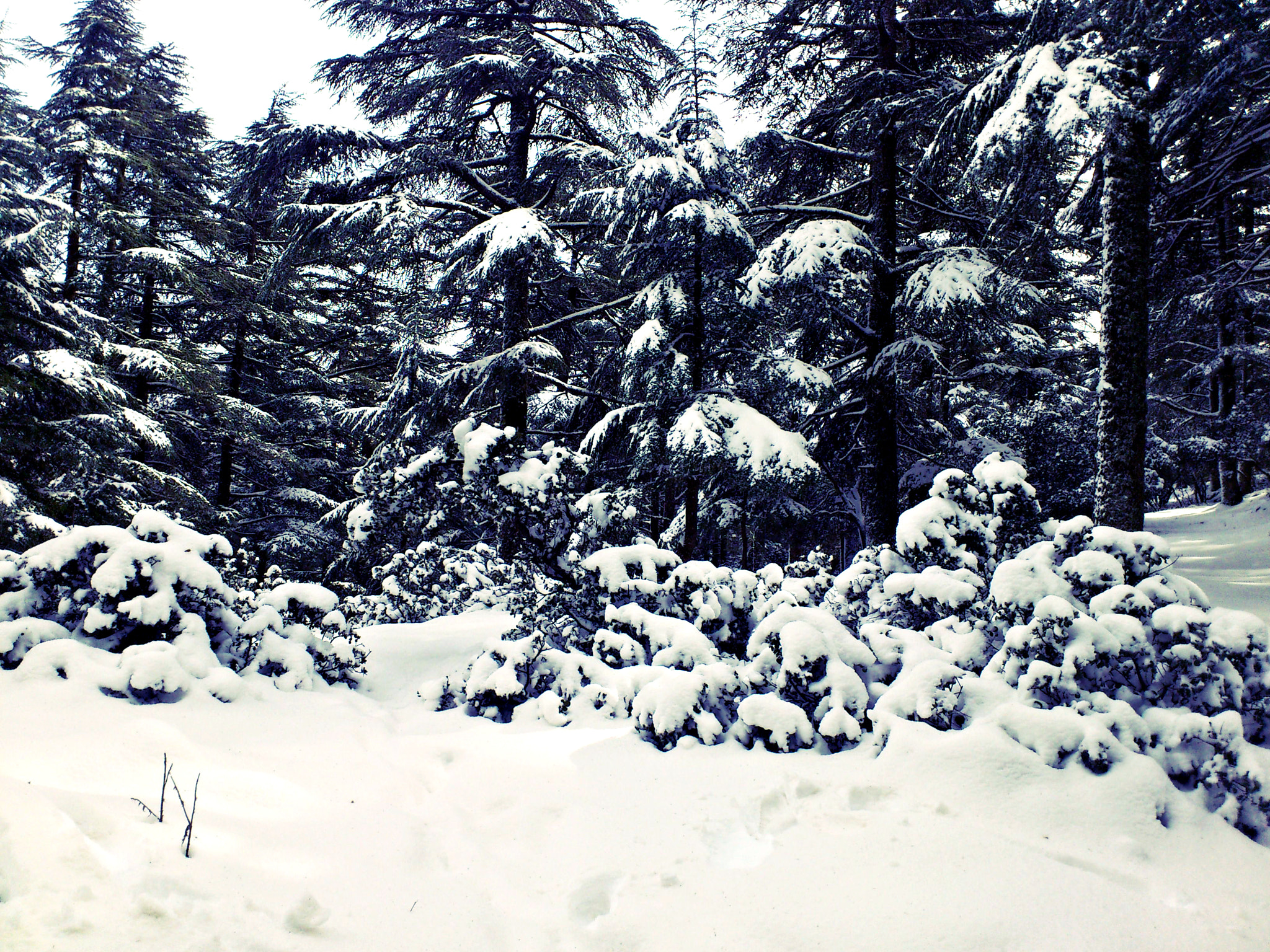 Sony Ericsson Xperia arc S sample photo. Calm of winter photography