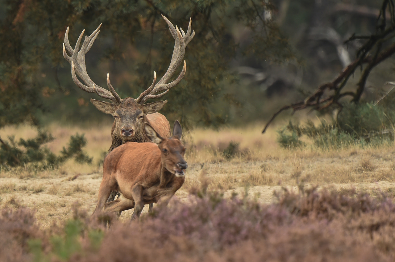 Nikon D4S + Nikon AF-S Nikkor 500mm F4G ED VR sample photo. Red deer chasing a female photography