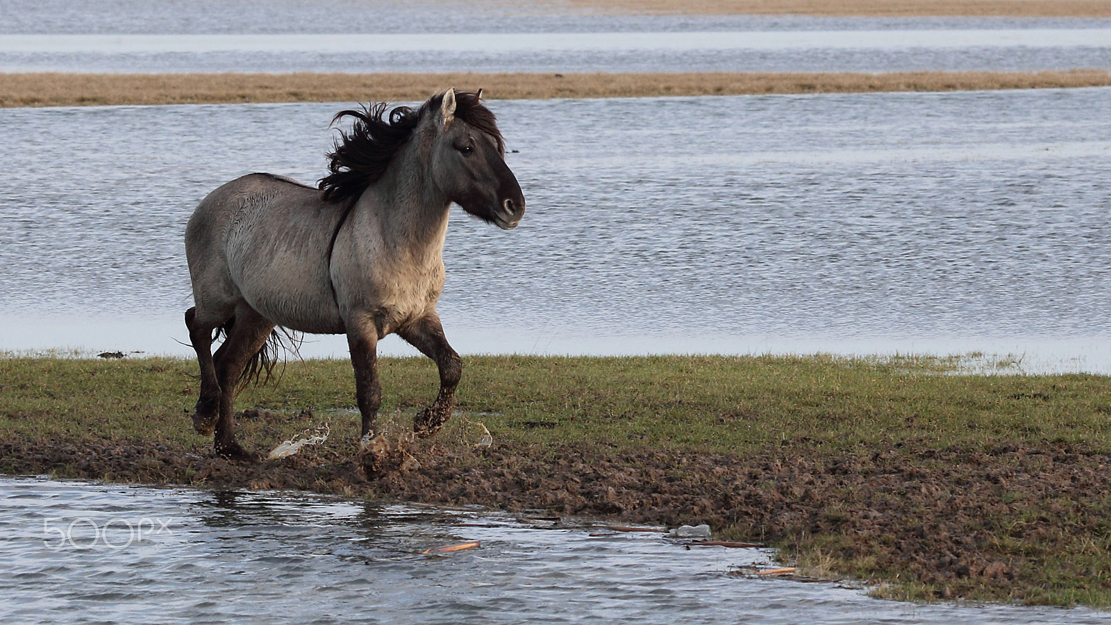 Canon EOS 60D + Canon EF 100-400mm F4.5-5.6L IS USM sample photo. Konik horse photography
