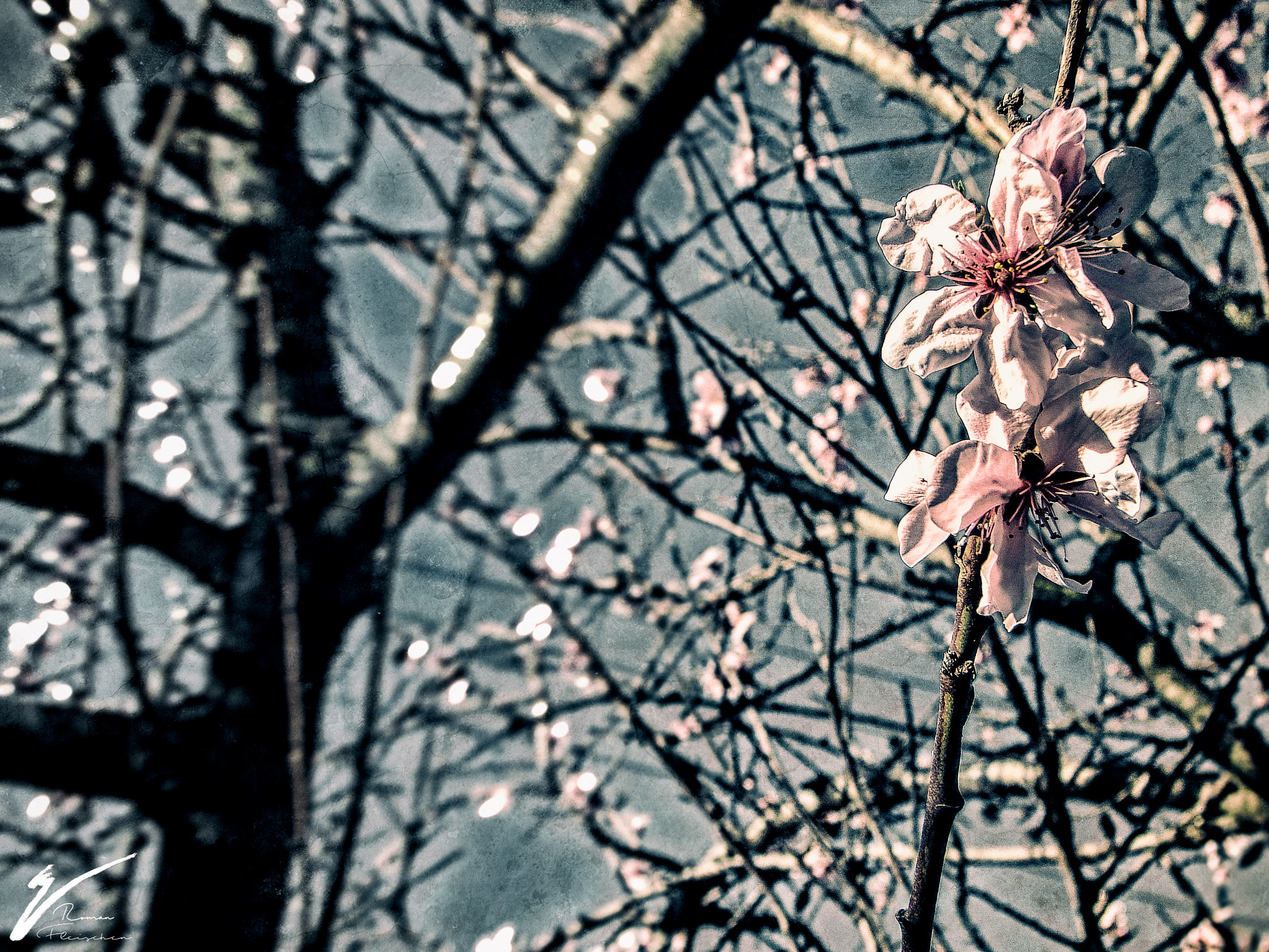 Sony DSC-H1 sample photo. More cherry blossoms photography