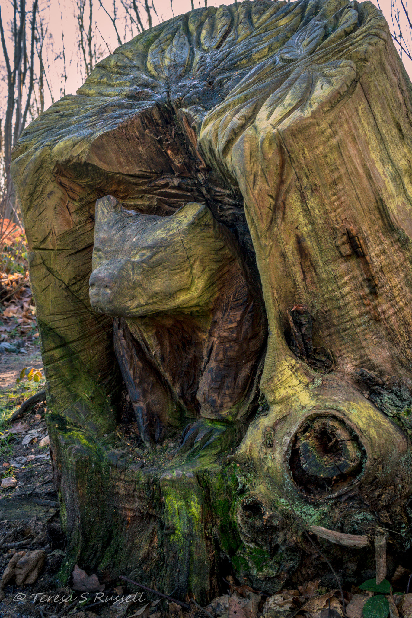 Canon EF-S 24mm F2.8 STM sample photo. Badger - in the woods. photography