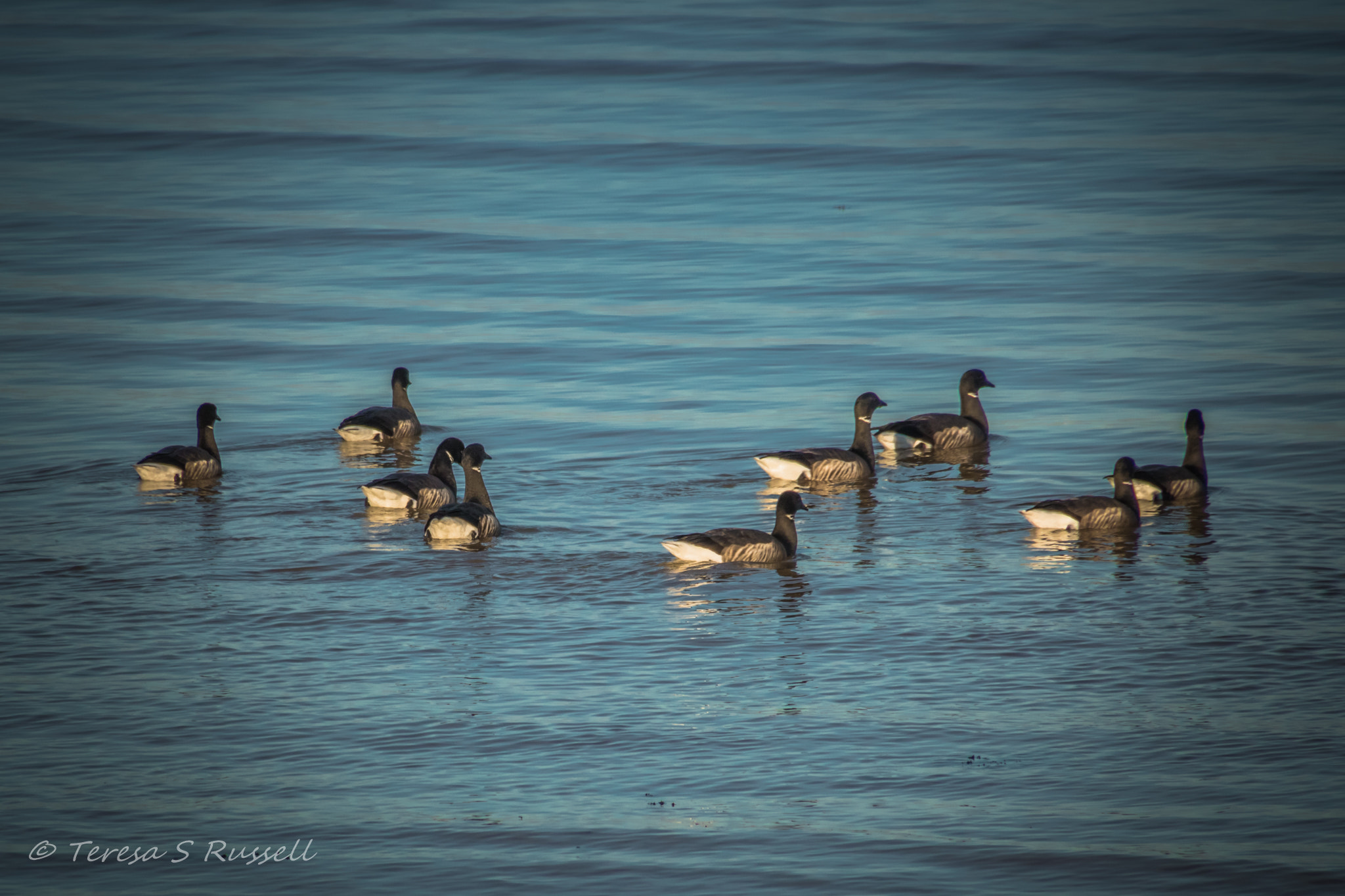 Canon EOS 760D (EOS Rebel T6s / EOS 8000D) sample photo. Geese photography