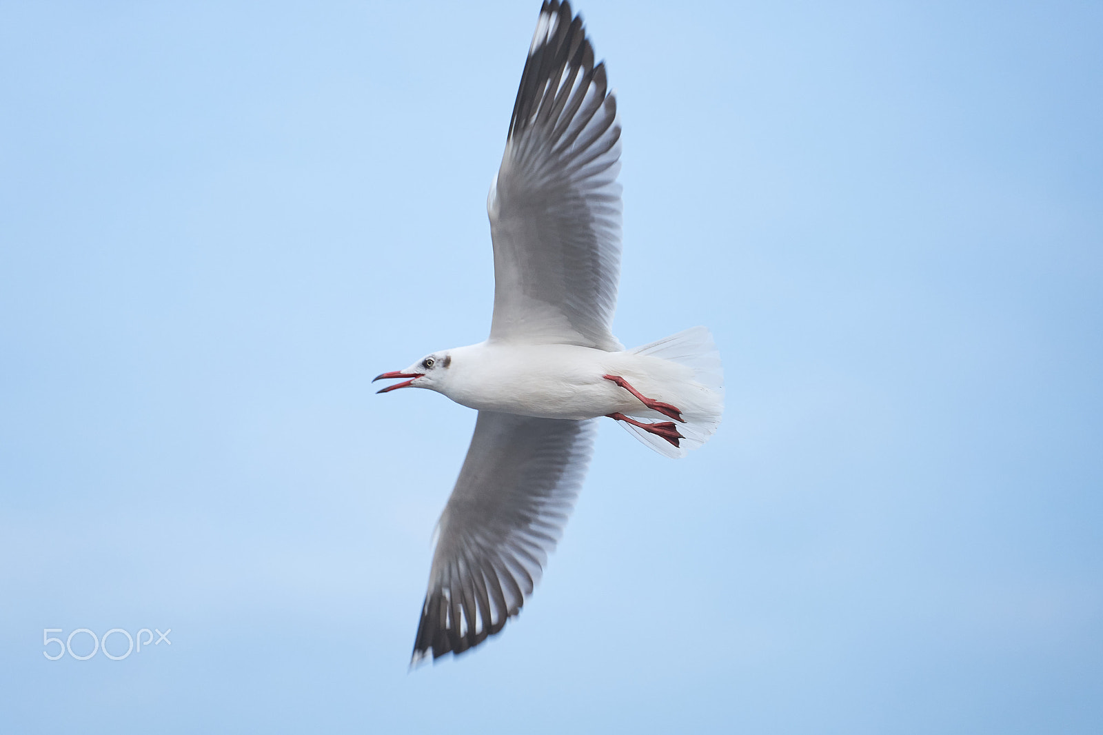 Sony FE 70-200mm F4 G OSS sample photo. Bird flying in the sky photography