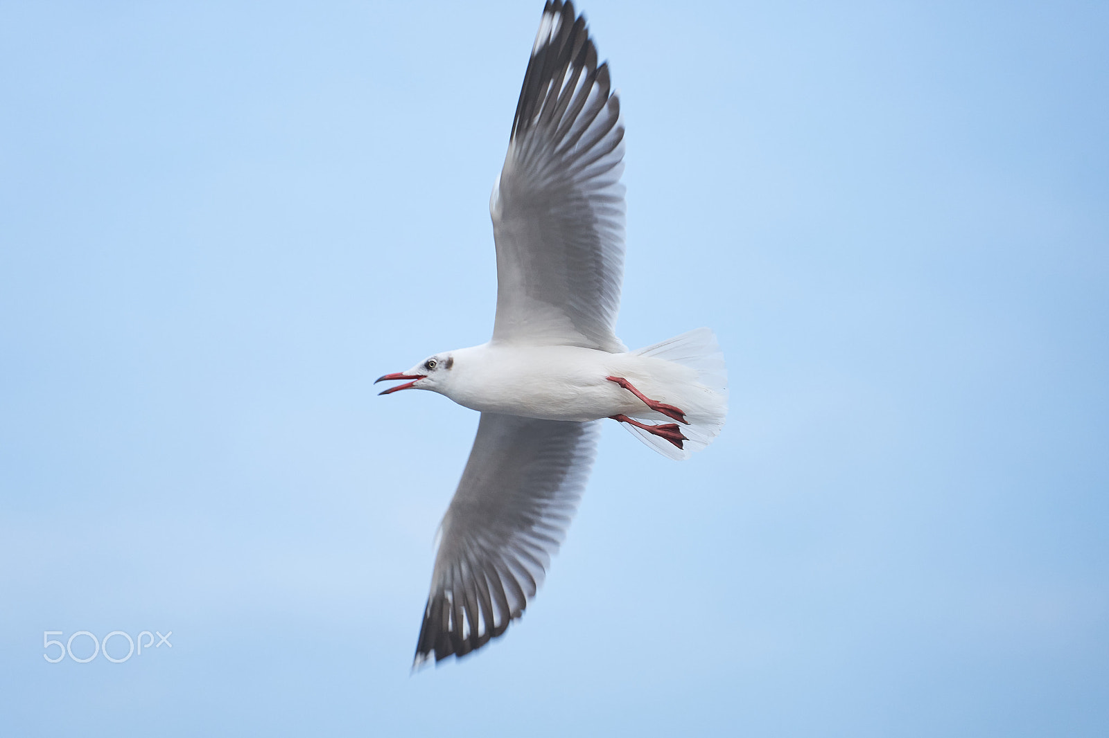 Sony a7 II sample photo. Bird flying in the sky photography