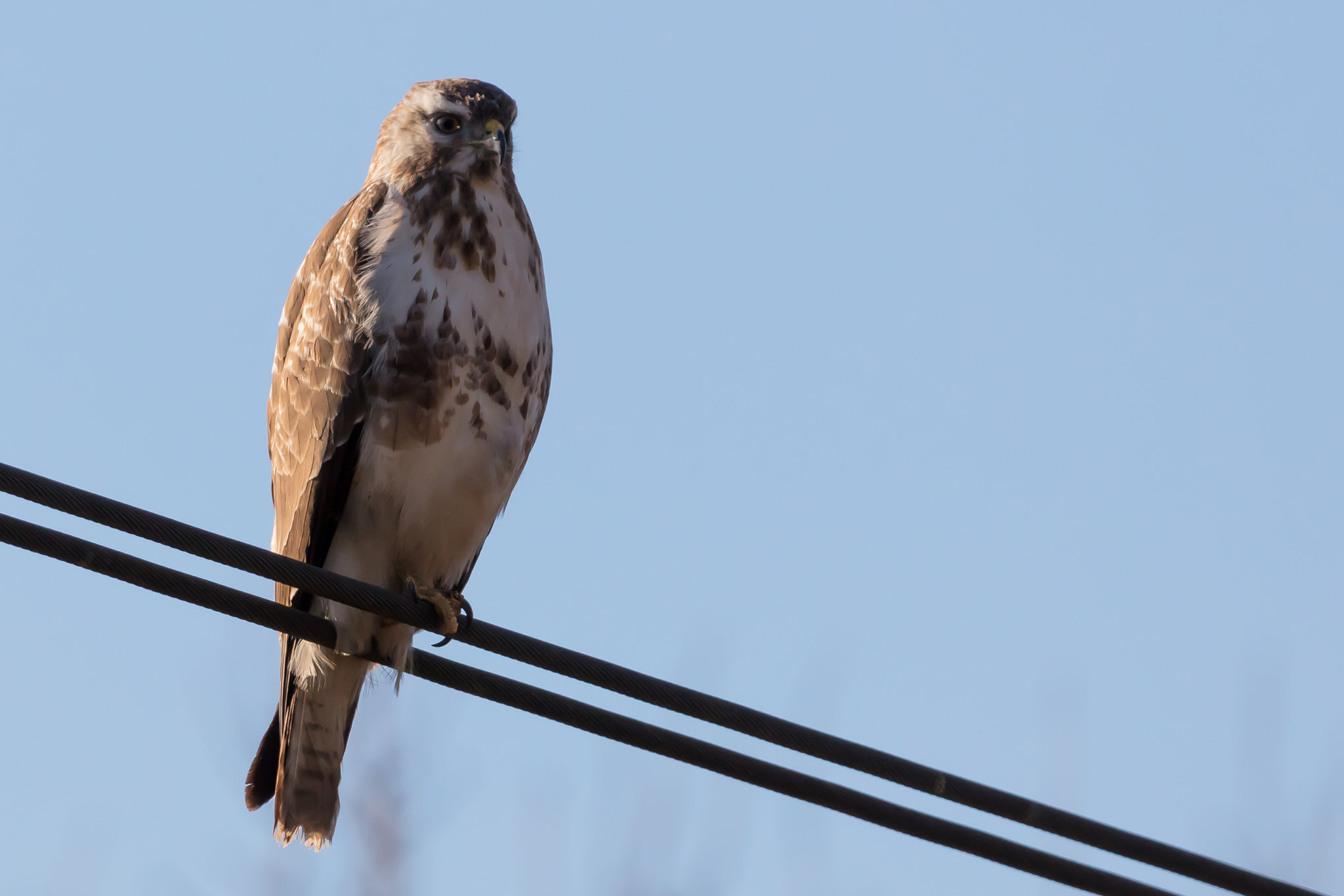 150-600mm F5-6.3 DG OS HSM | Contemporary 015 sample photo. Common buzzard photography