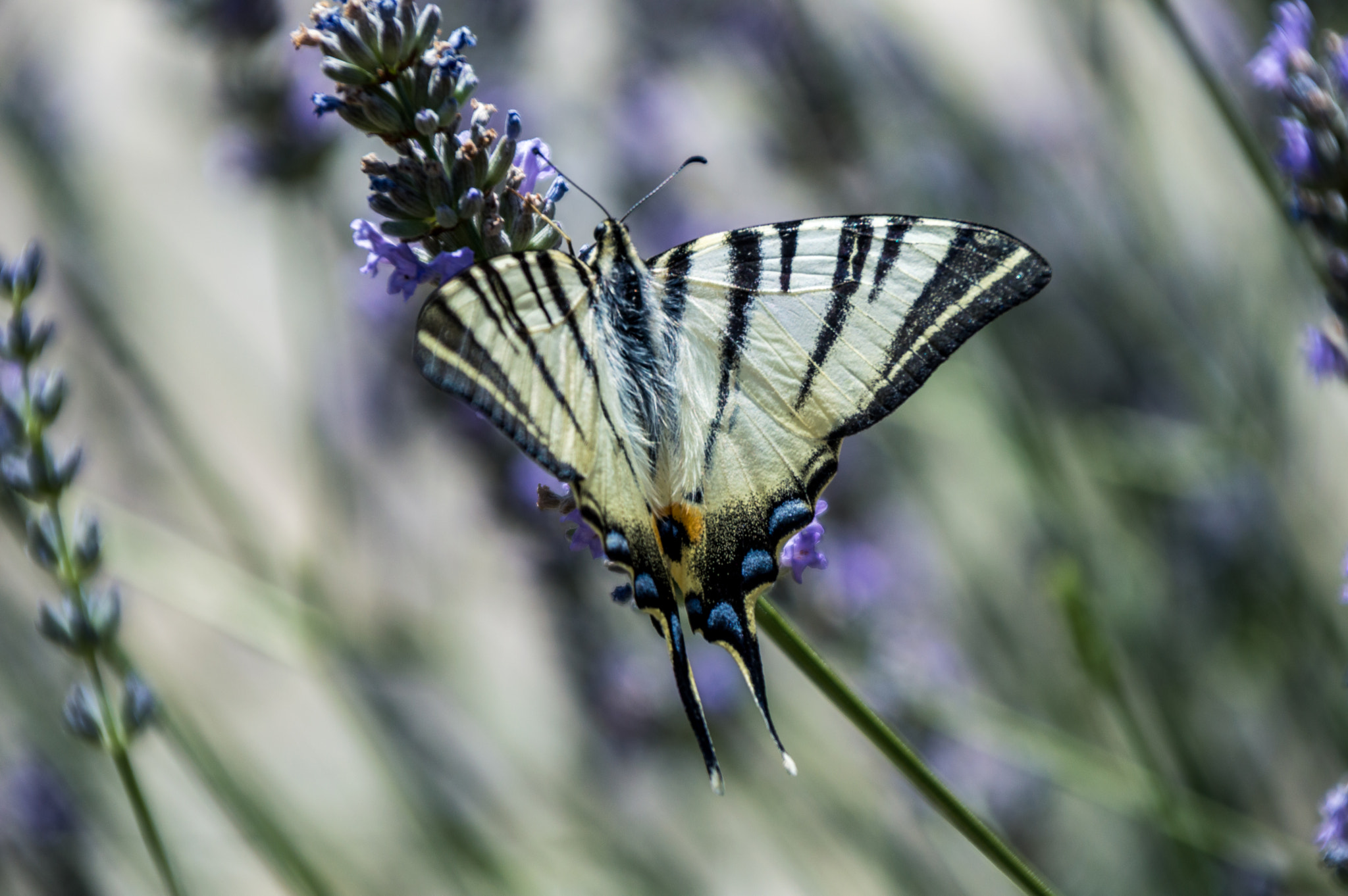 Sigma 28-300mm F3.5-6.3 DG Macro sample photo. Butterfly photography