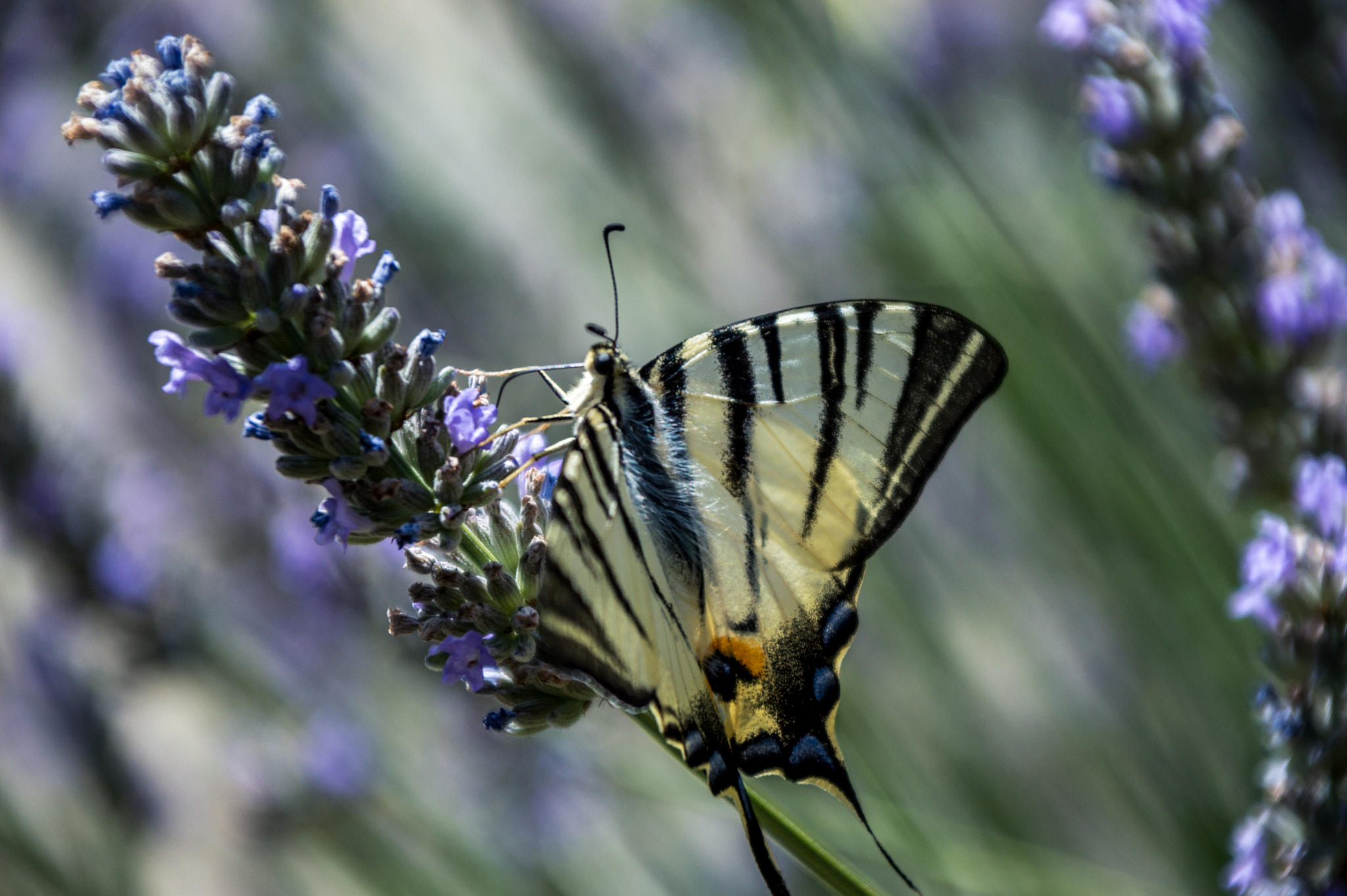 Sigma 28-300mm F3.5-6.3 DG Macro sample photo. Butterfly photography