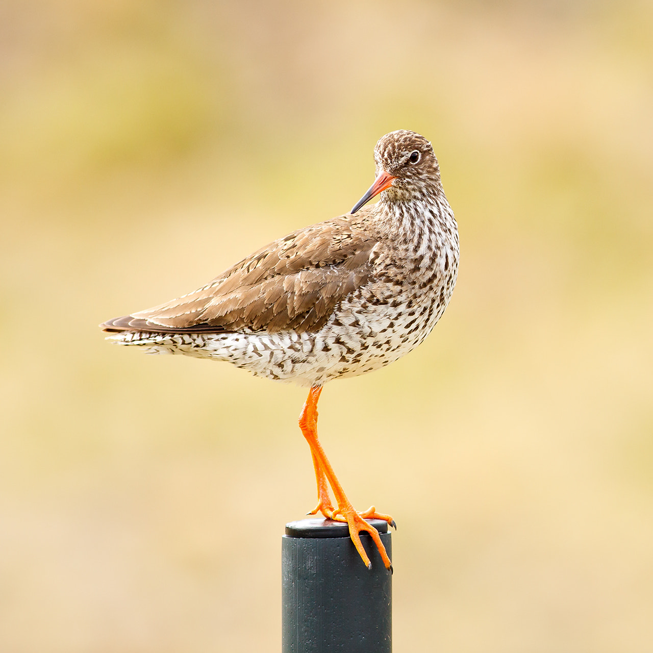 Canon EF 400mm F5.6L USM sample photo. R e d s h a n k photography