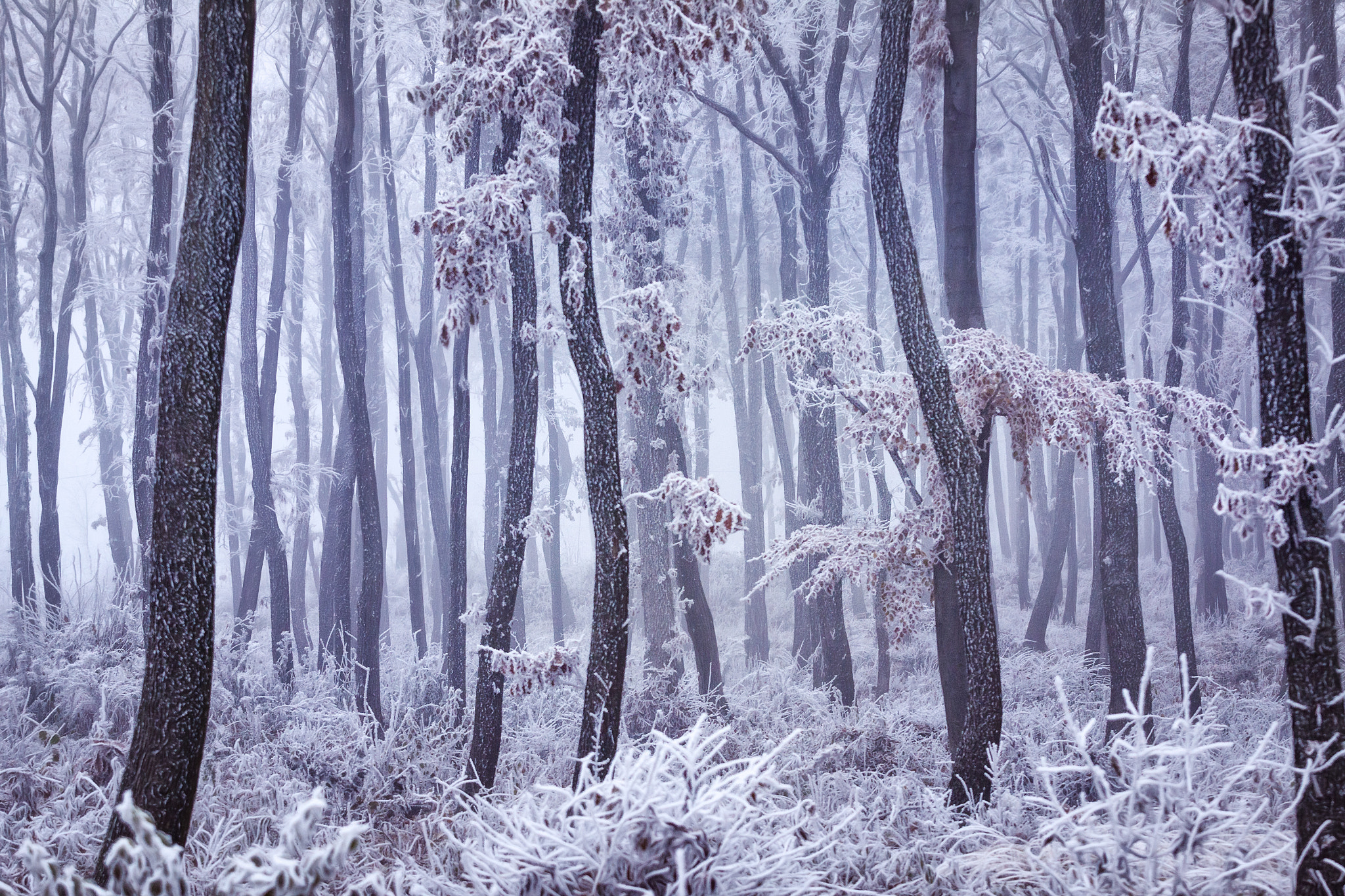 Canon EF 70-200mm F2.8L USM sample photo. Frosty photography