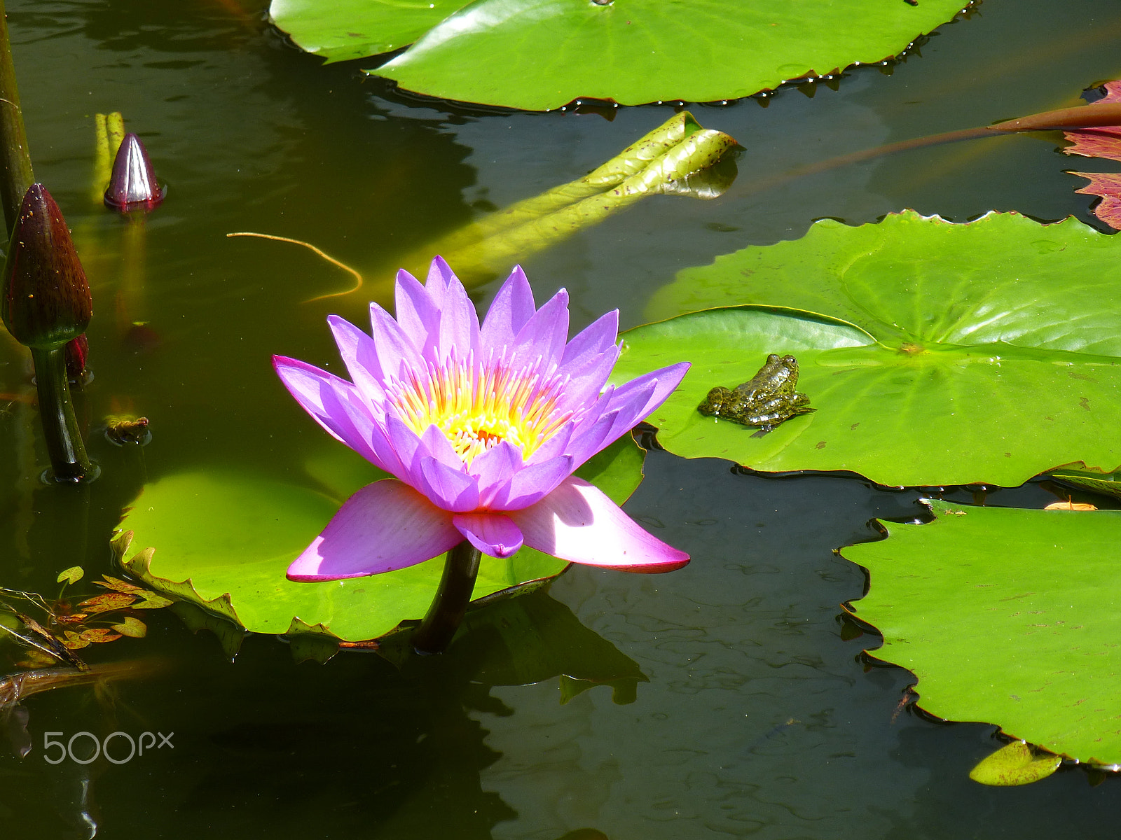 Panasonic Lumix DMC-ZS15 (Lumix DMC-TZ25) sample photo. Water lily photography