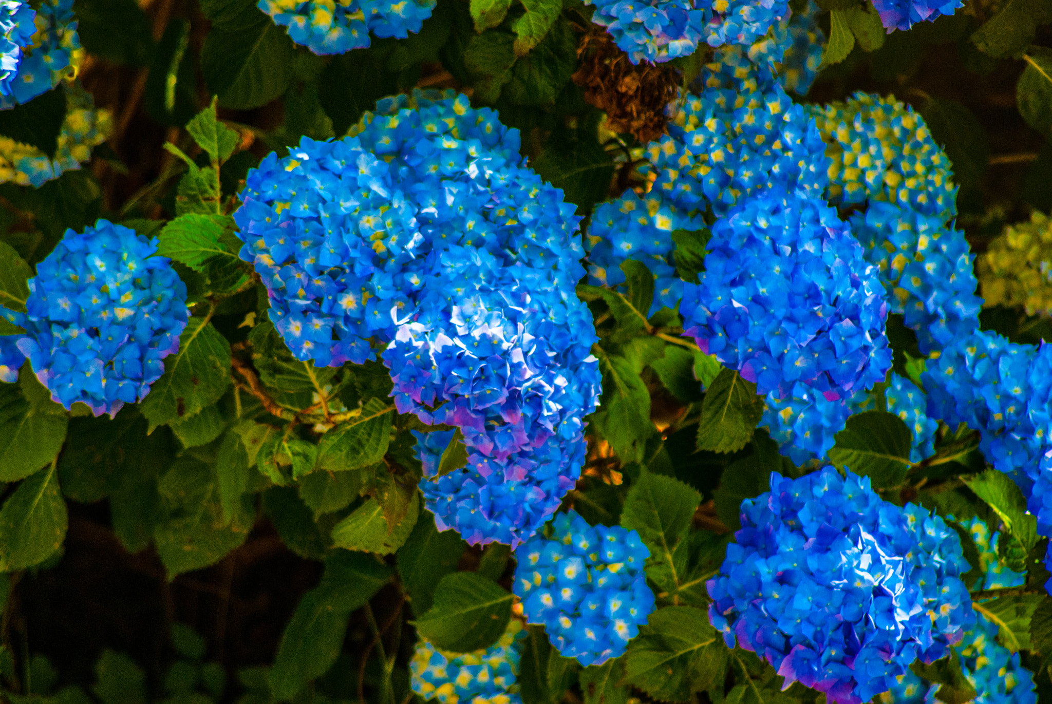 Sony Alpha DSLR-A330 sample photo. Sony dsc photography