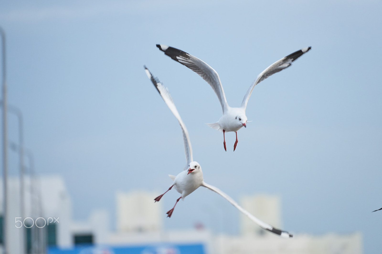 Sony FE 70-200mm F4 G OSS sample photo. Bird acting in the sky photography