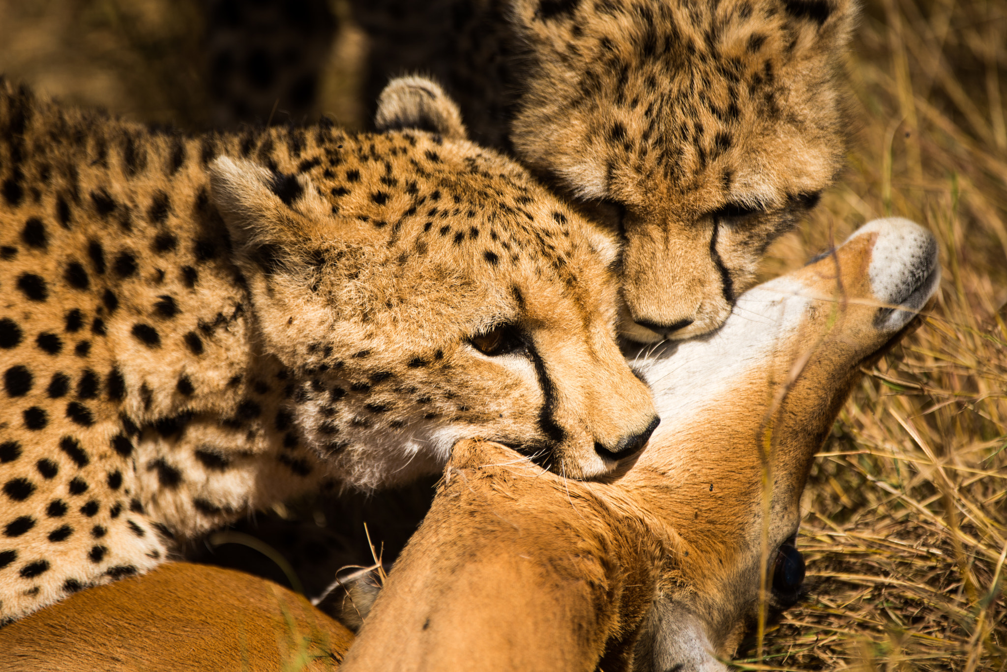 Nikon D600 + Nikon AF-S Nikkor 200-400mm F4G ED-IF VR sample photo. Wild cheetahs take an impala for their next meal photography