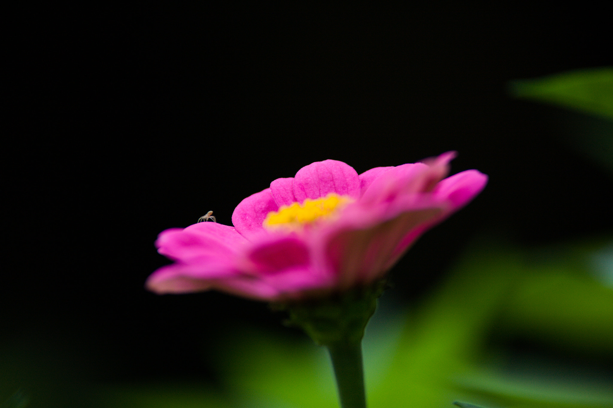 Canon EOS 5D sample photo. See the photo bomber? lol photography