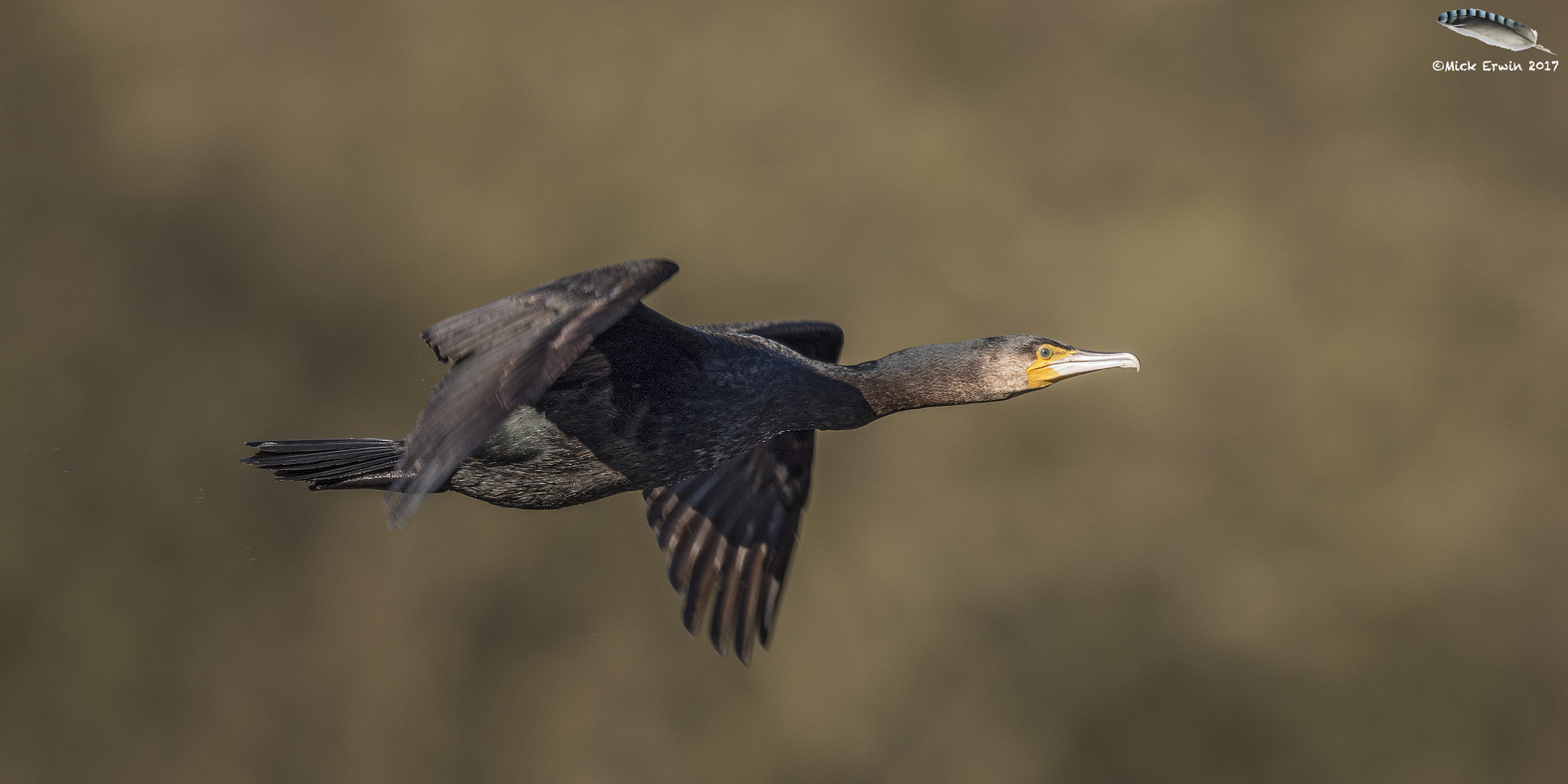 Nikon D810 sample photo. Cormorant flyby photography