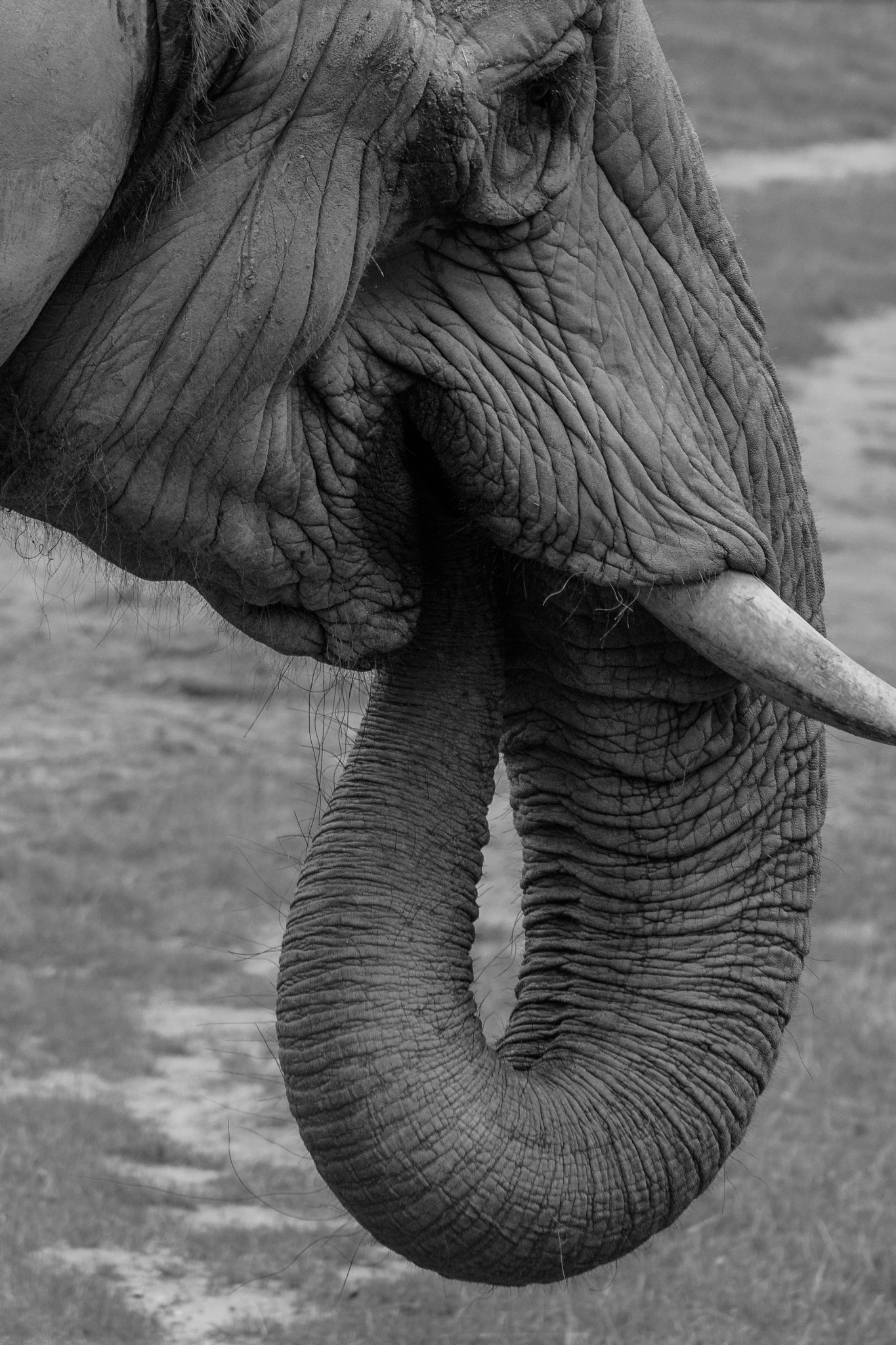 Nikon D7200 sample photo. Elefant photography