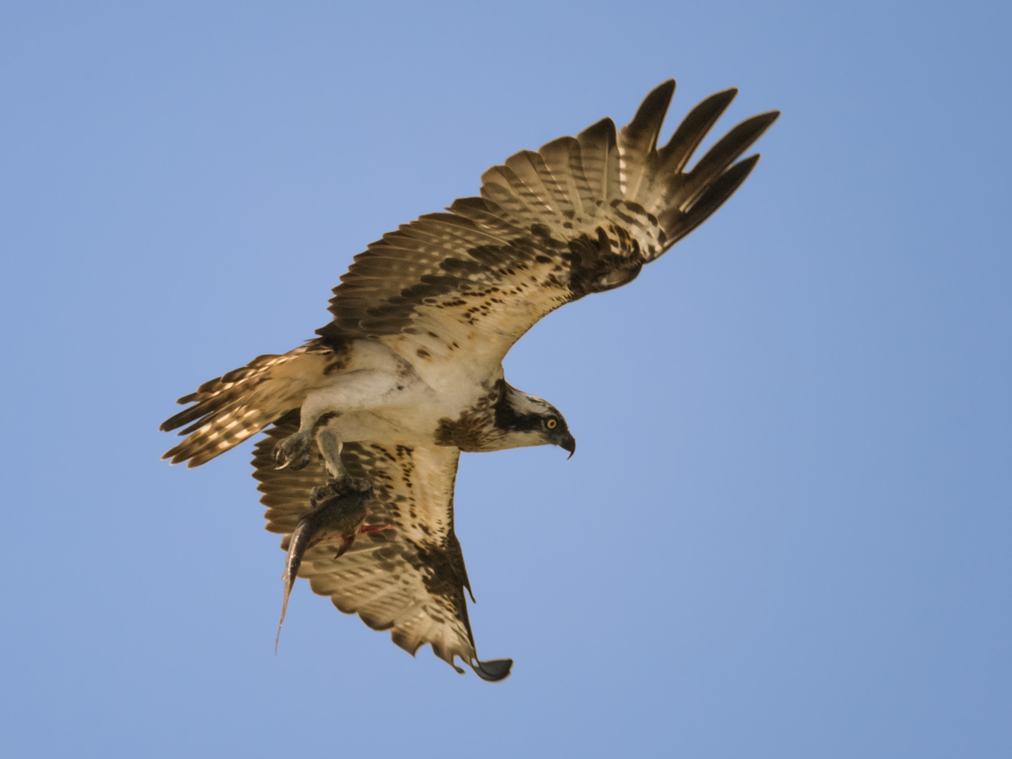 Nikon AF-S Nikkor 800mm F5.6E FL ED VR sample photo. Flying with catch ... photography