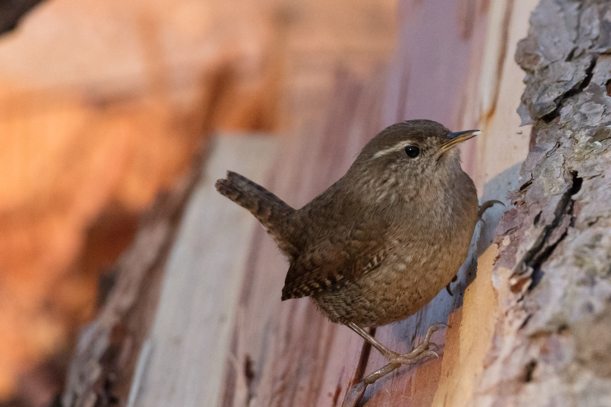 150-600mm F5-6.3 DG OS HSM | Contemporary 015 sample photo. Wren photography