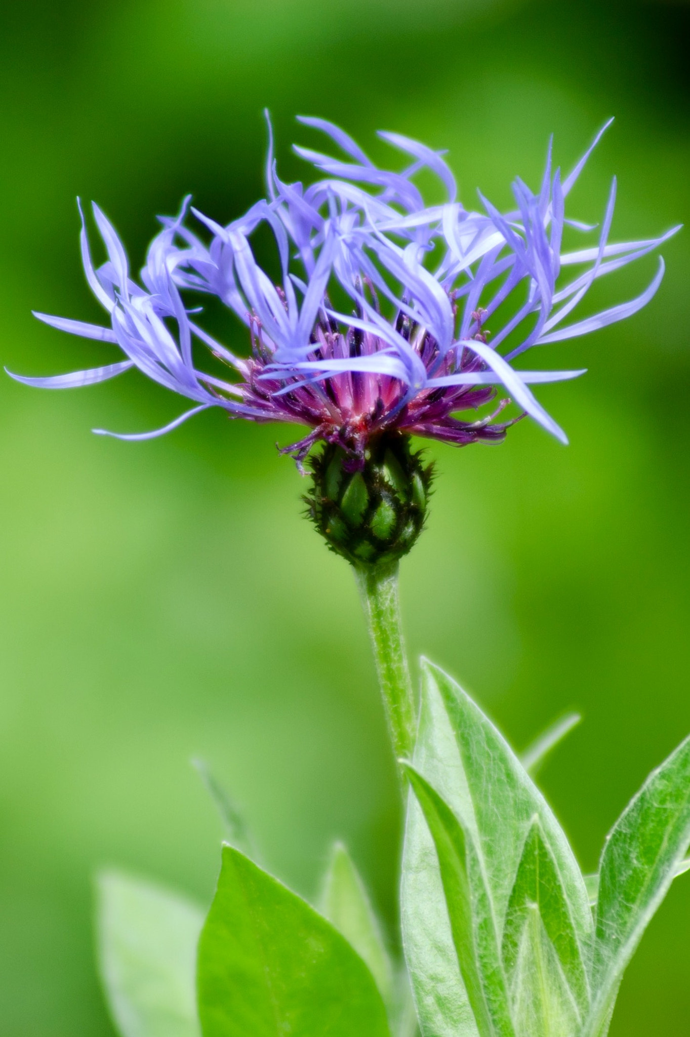Nikon D70 sample photo. Cornflower photography