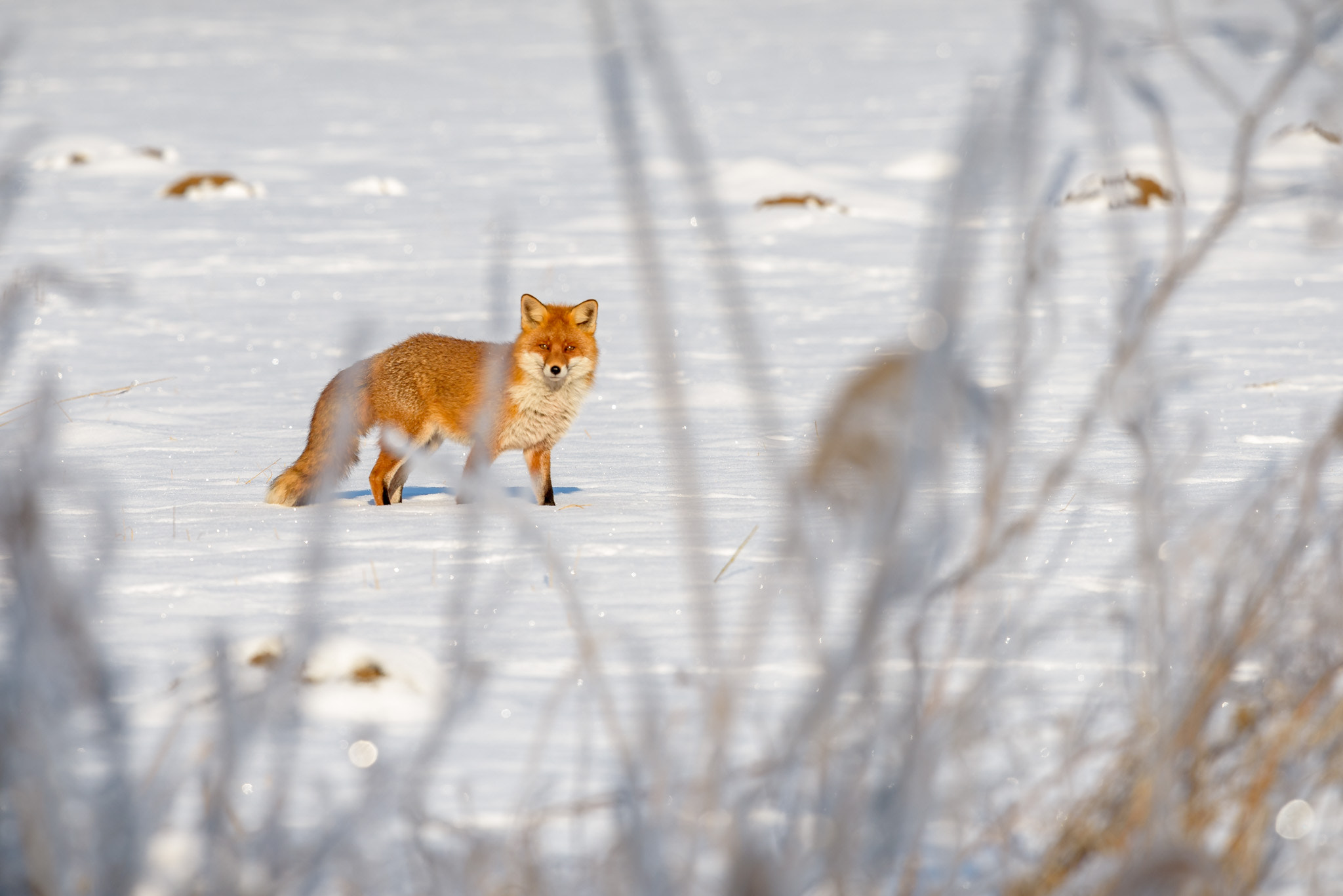 Nikon Nikkor AF-S 300mm F4E PF ED VR sample photo. #067 - fox photography
