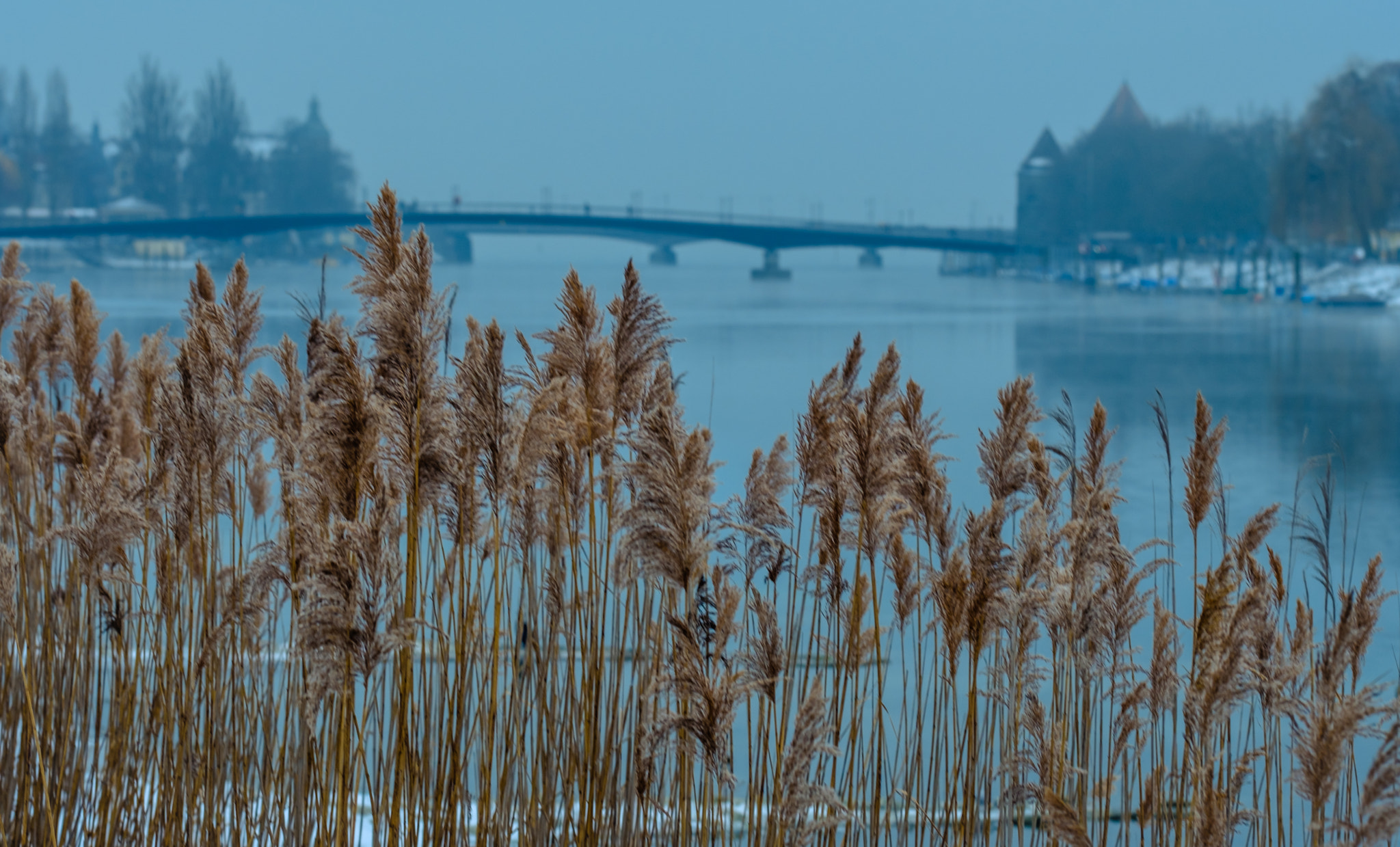 Fujifilm X-T2 sample photo. Among the reeds photography