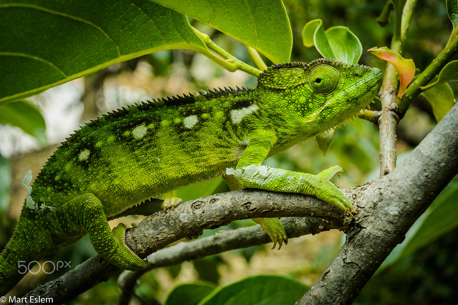 Nikon 1 Nikkor AW 11-27.5mm F3.5-5.6 sample photo. Chameleon from madagascar photography