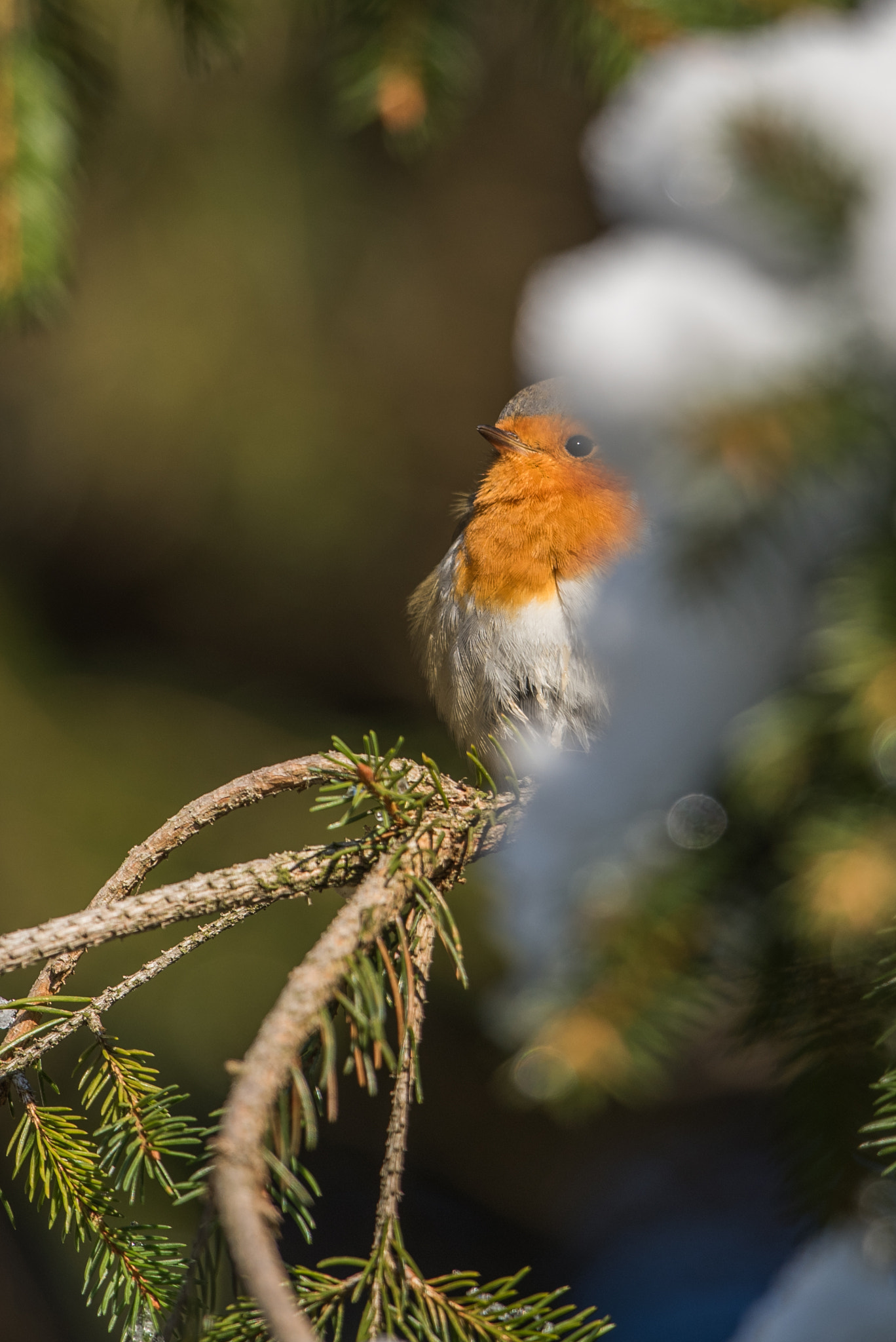 Nikon D810 + Nikon AF-S Nikkor 600mm F4G ED VR sample photo. Rouge gorge photography