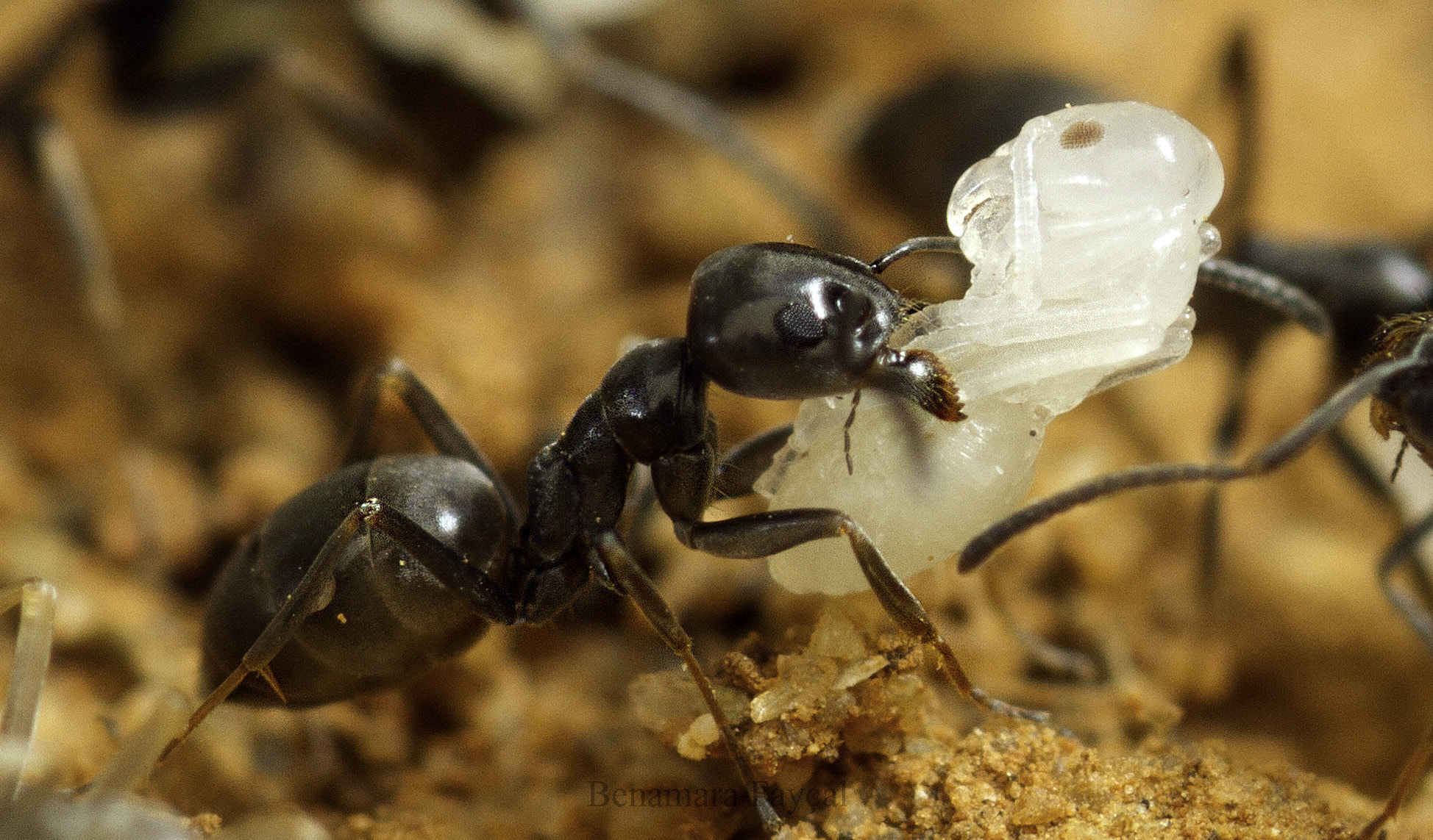 Canon EOS 7D + Sigma 105mm F2.8 EX DG Macro sample photo. Carrying a newborn ant photography