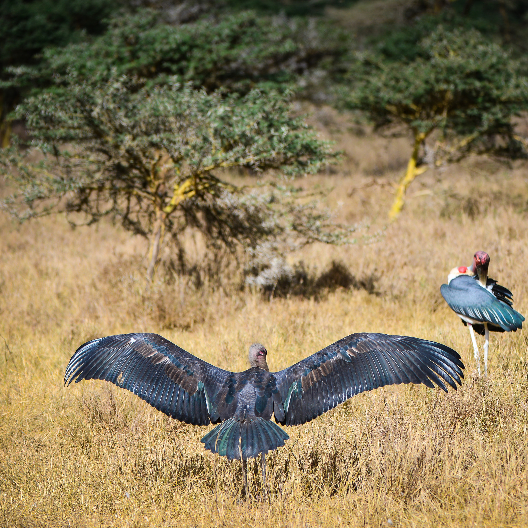 Nikon D600 + Nikon AF-S Nikkor 200-400mm F4G ED-IF VR sample photo. Marabou stork doing a spot of sunbathing photography