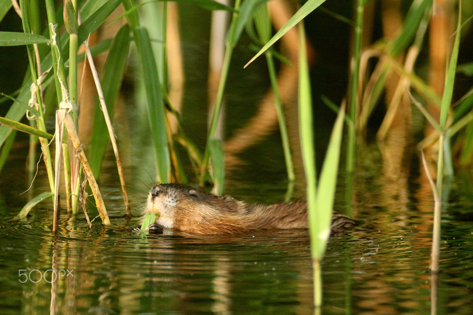 Canon EF 50mm f/1.8 sample photo. Muskrat photography
