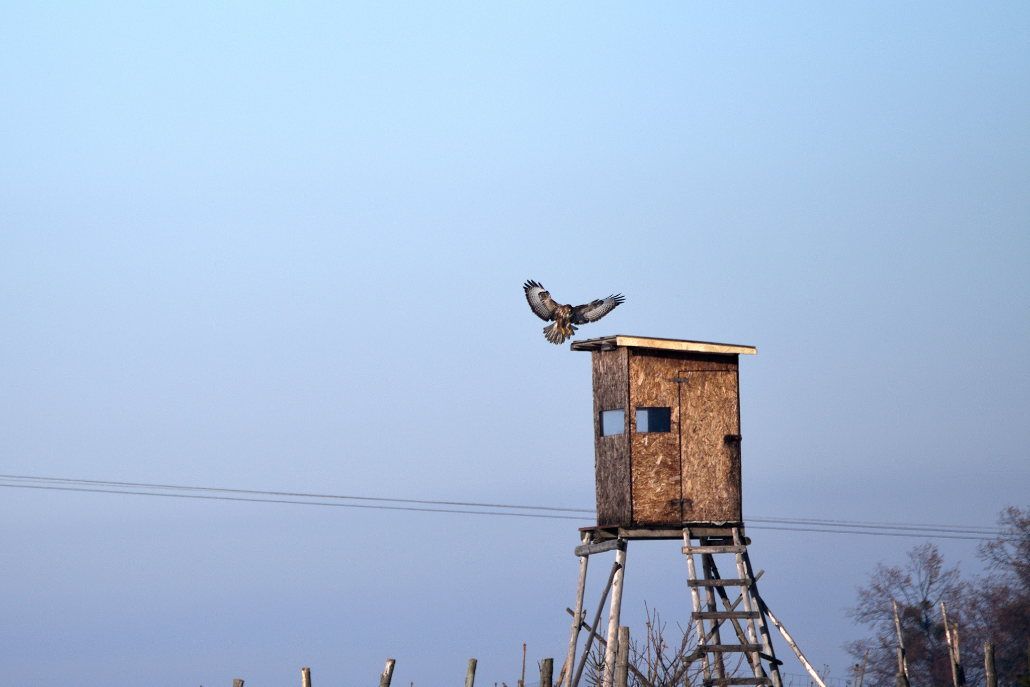 Nikon D5500 sample photo. Predator photography