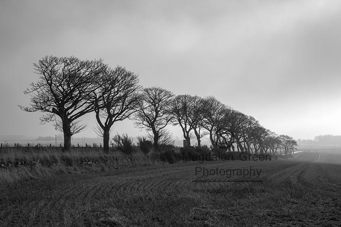 Nikon AF-S Nikkor 28-70mm F2.8 ED-IF sample photo. Line of trees - rural view - black and white - scotland photography
