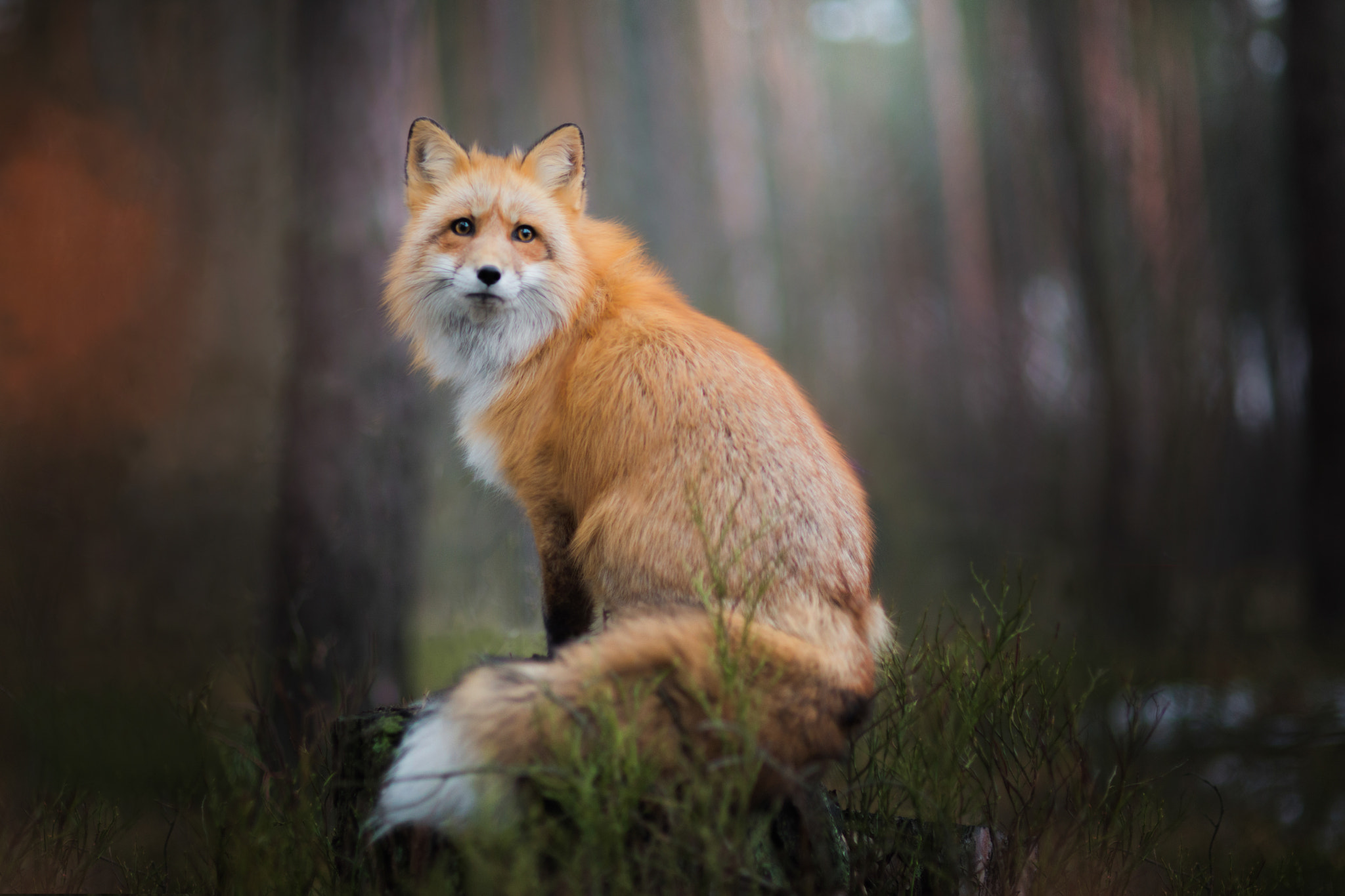 Nikon D610 + Sigma 85mm F1.4 EX DG HSM sample photo. Fox photography