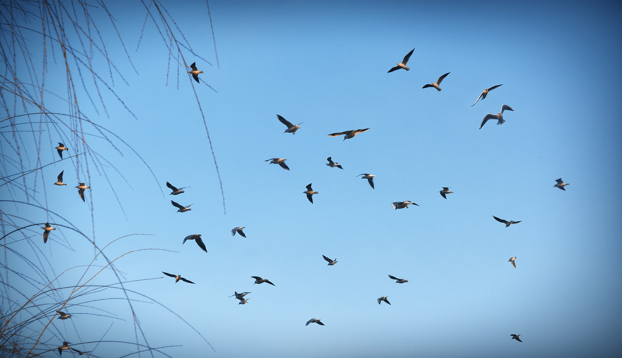 Nikon AF-S Micro-Nikkor 60mm F2.8G ED sample photo. Goodbye flight photography