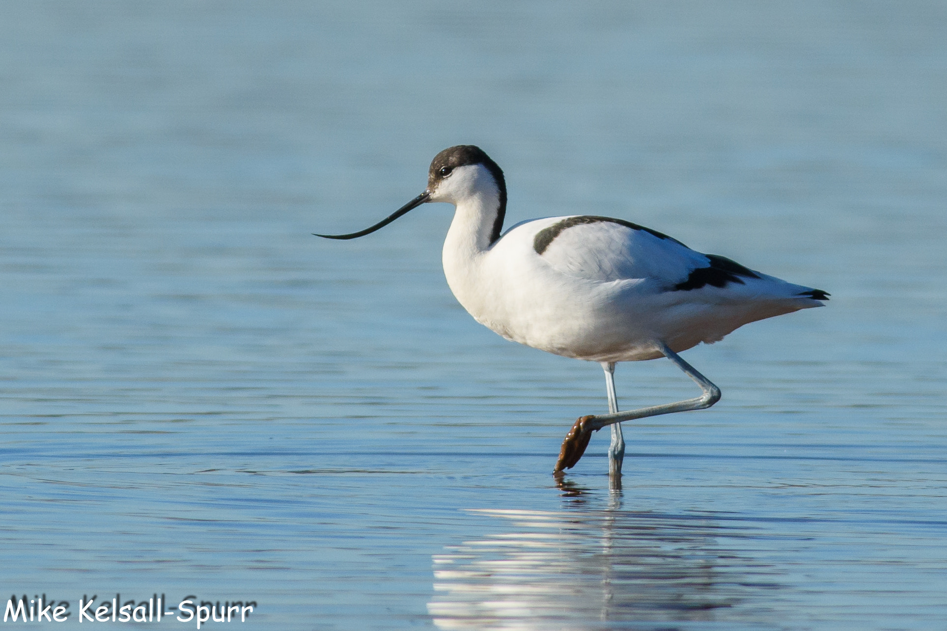Nikon D7200 + Nikon AF-S Nikkor 300mm F4D ED-IF sample photo. Elegant avocet, even with a muddy foot! photography
