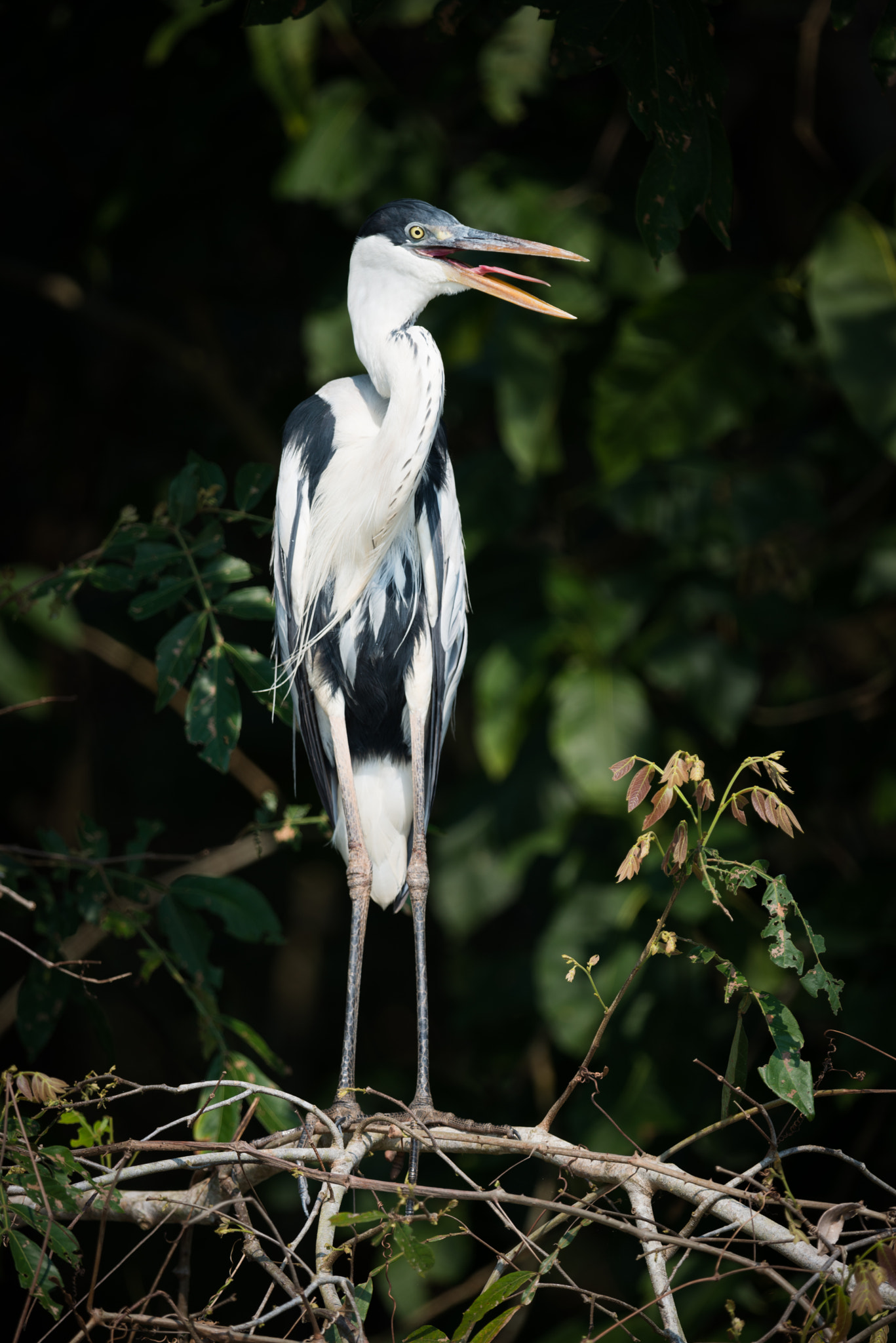 Nikon D800 sample photo. Cocoi heron on branch with open beak photography