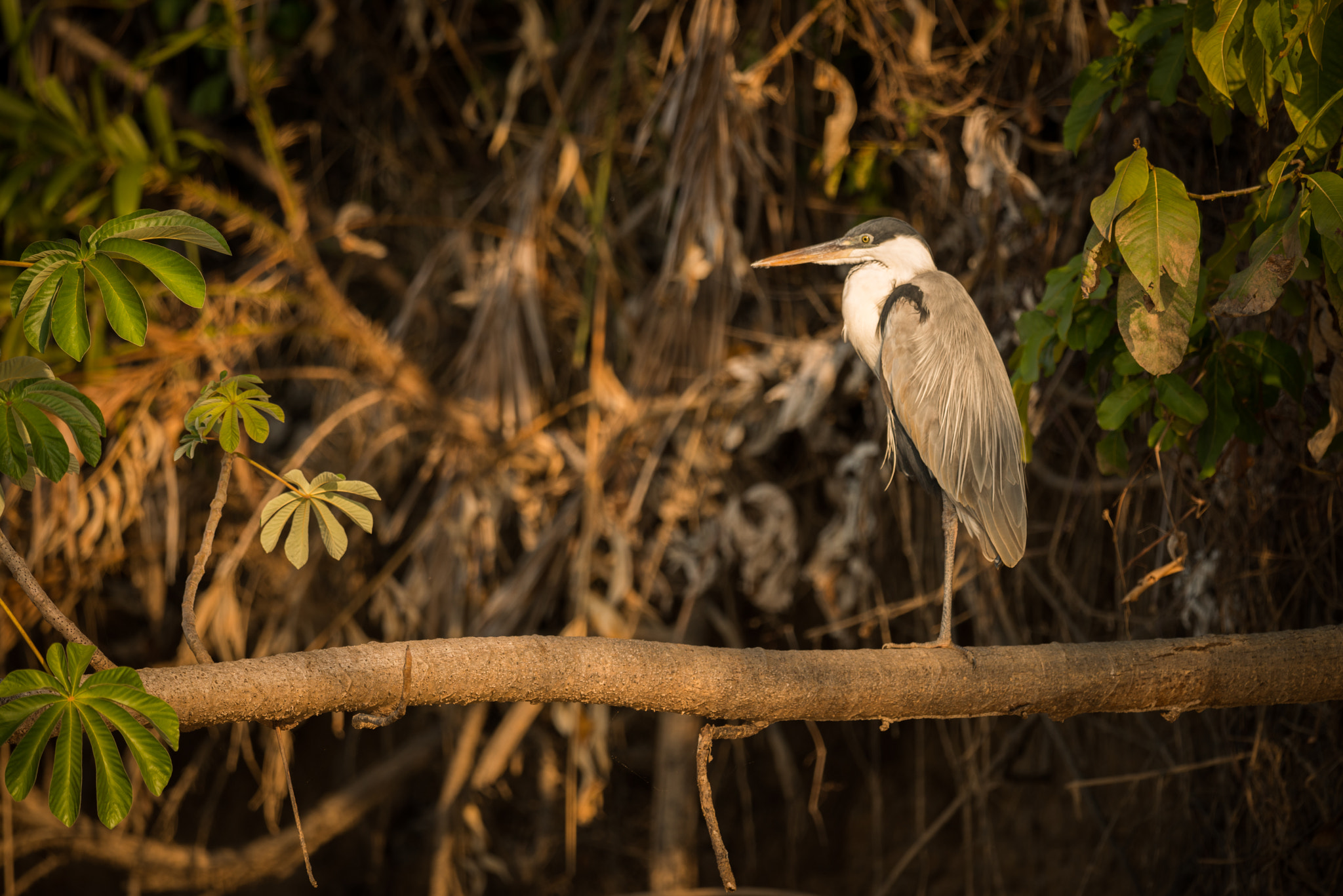 Nikon AF-S Nikkor 800mm F5.6E FL ED VR sample photo. Cocoi heron perched on branch in profile photography