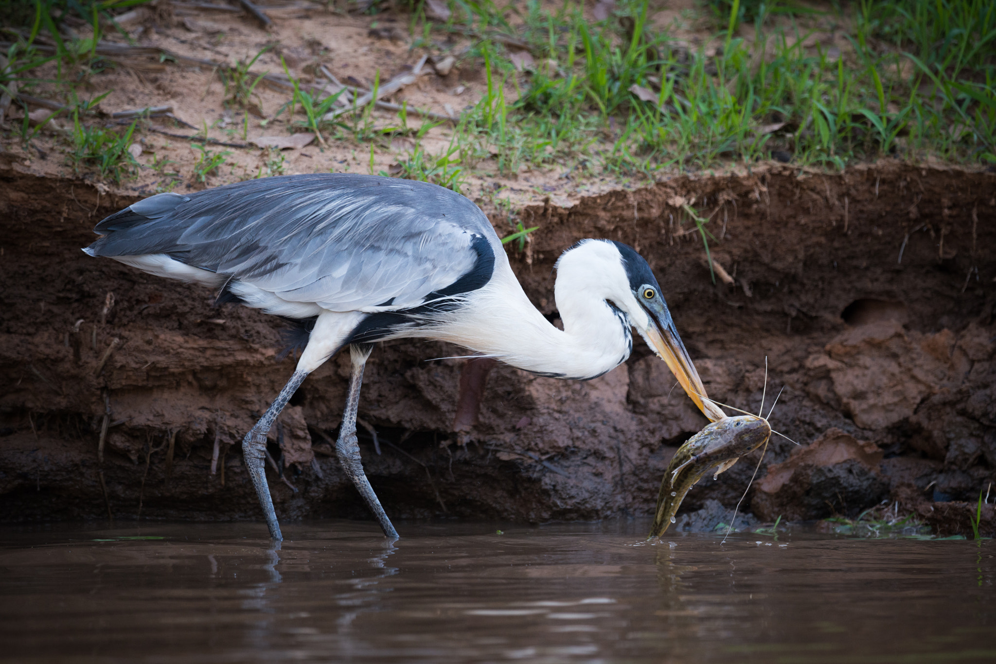 Nikon AF-S Nikkor 800mm F5.6E FL ED VR sample photo. Cocoi heron picking up fish with beak photography