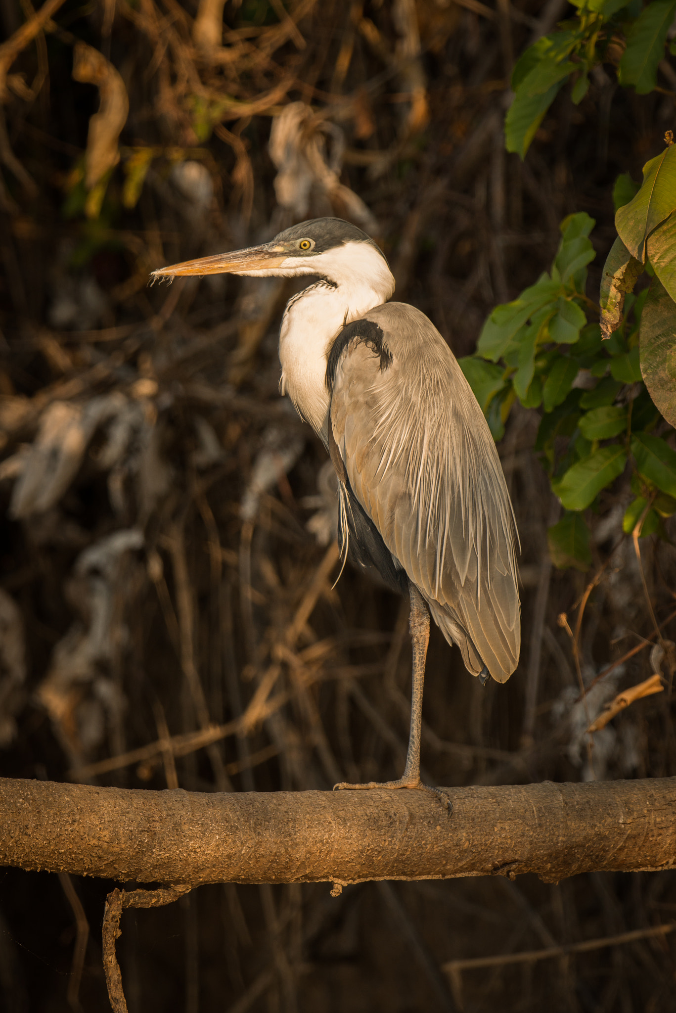Nikon AF-S Nikkor 800mm F5.6E FL ED VR sample photo. Cocoi heron standing on branch in profile photography