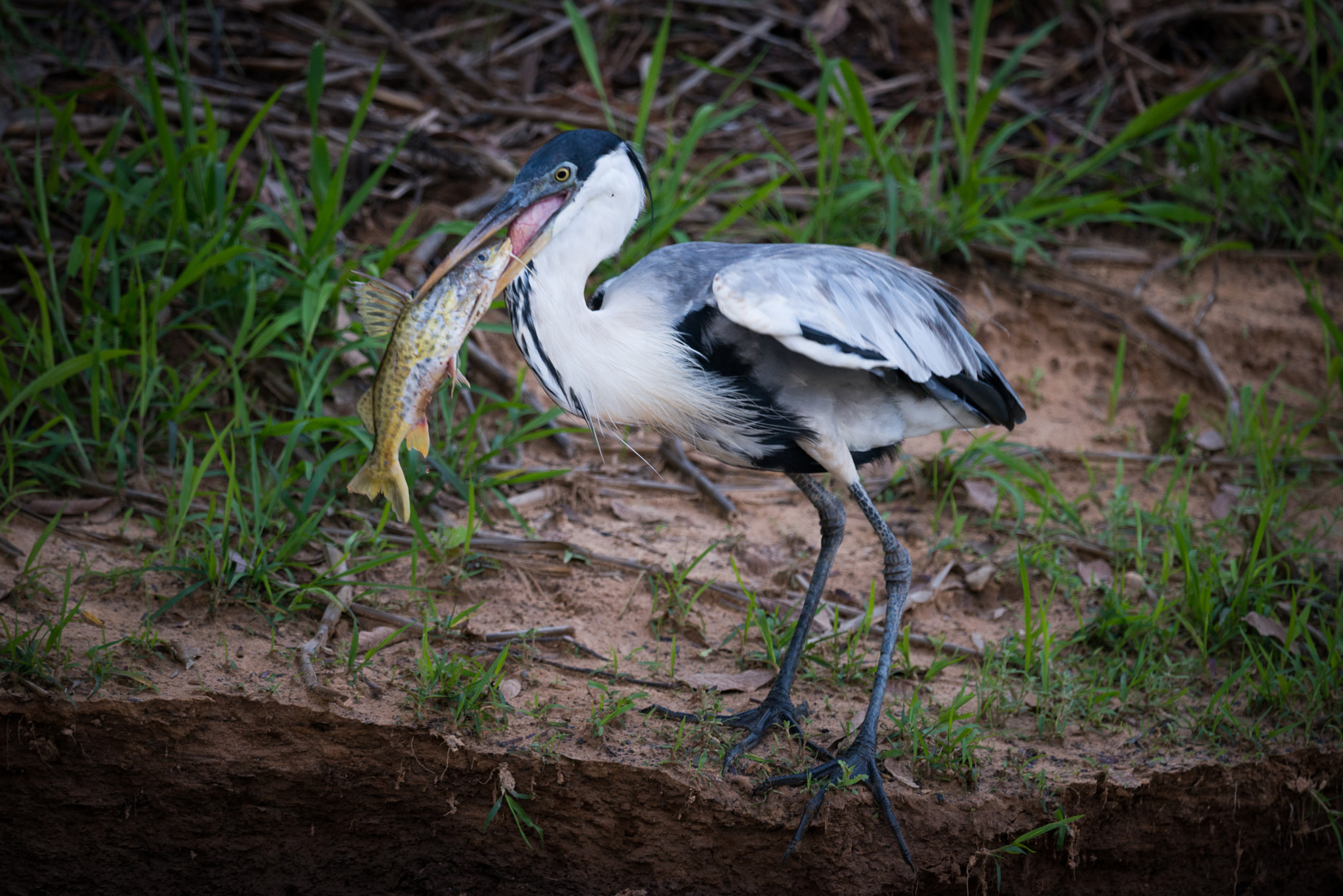 Nikon AF-S Nikkor 800mm F5.6E FL ED VR sample photo. Cocoi heron standing with fish in beak photography