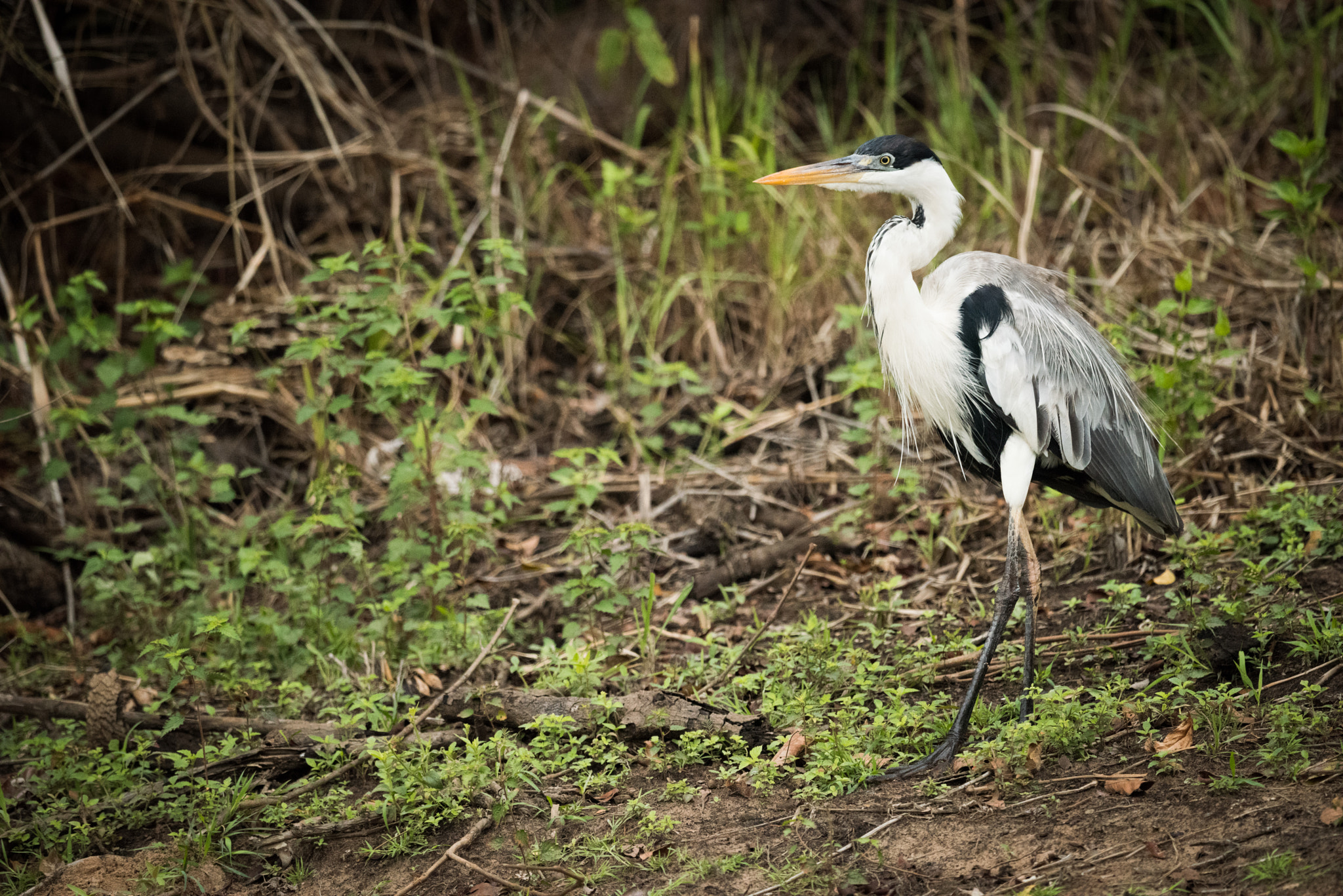 Nikon AF-S Nikkor 800mm F5.6E FL ED VR sample photo. Cocoi heron walking past bushes in forest photography
