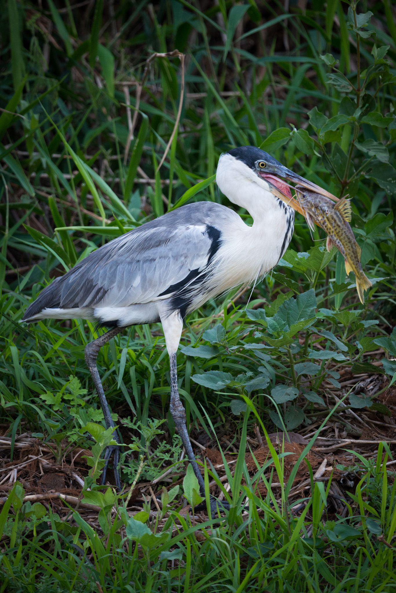 Nikon AF-S Nikkor 800mm F5.6E FL ED VR sample photo. Cocoi heron walking with fish in beak photography